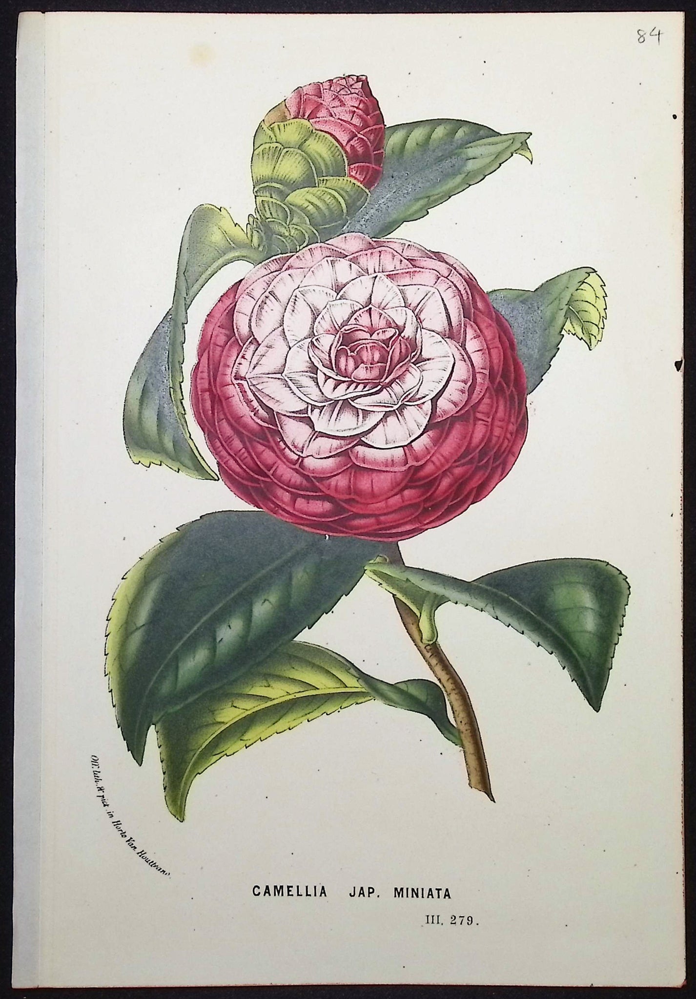 Camellia