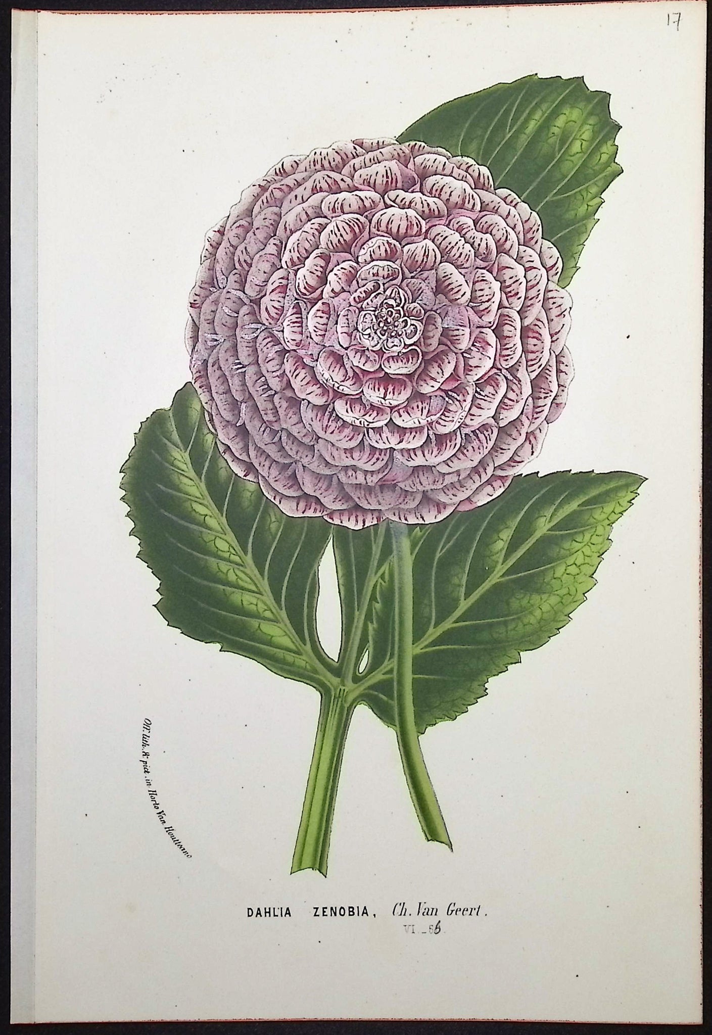 Camellia