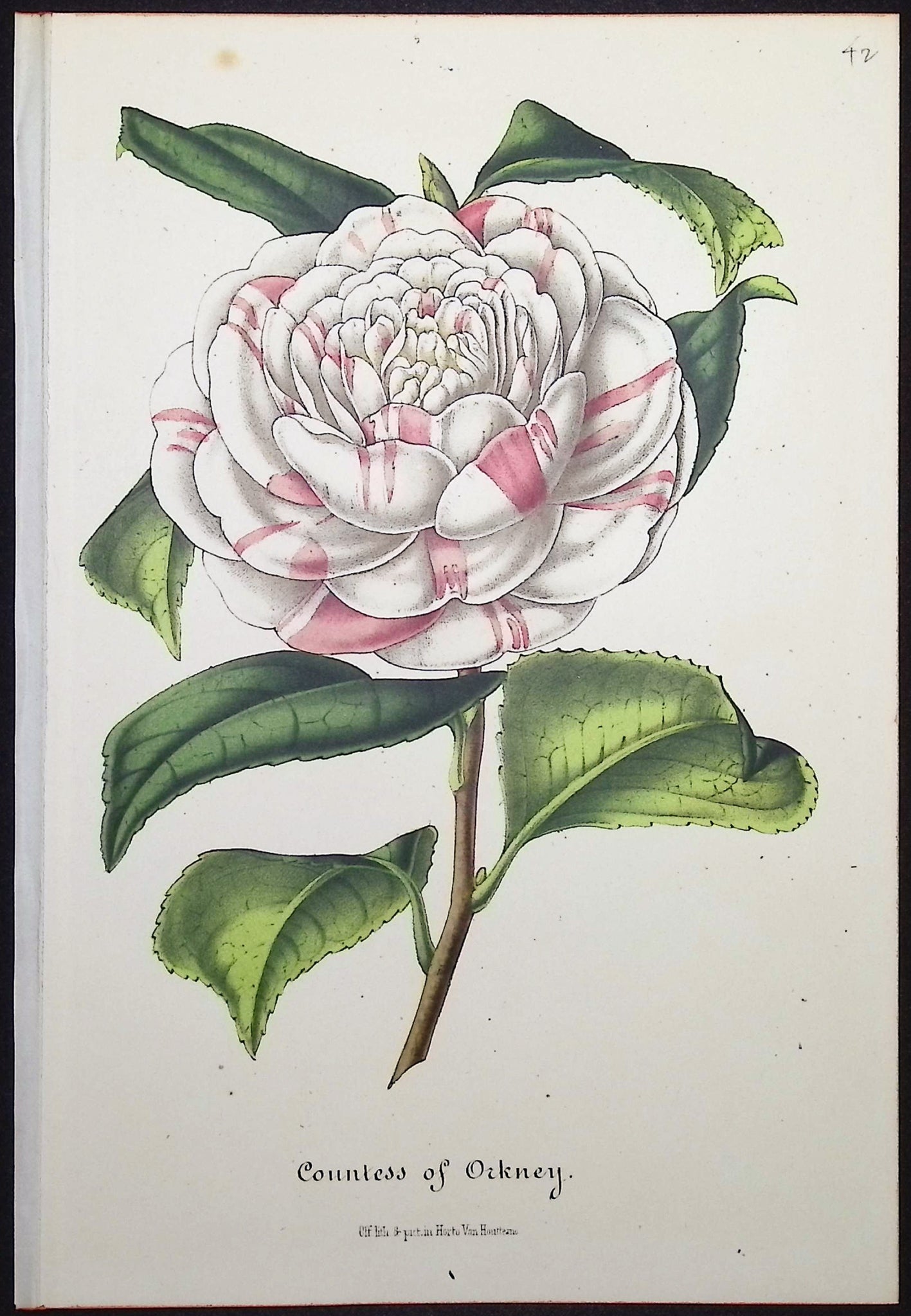 Camellia