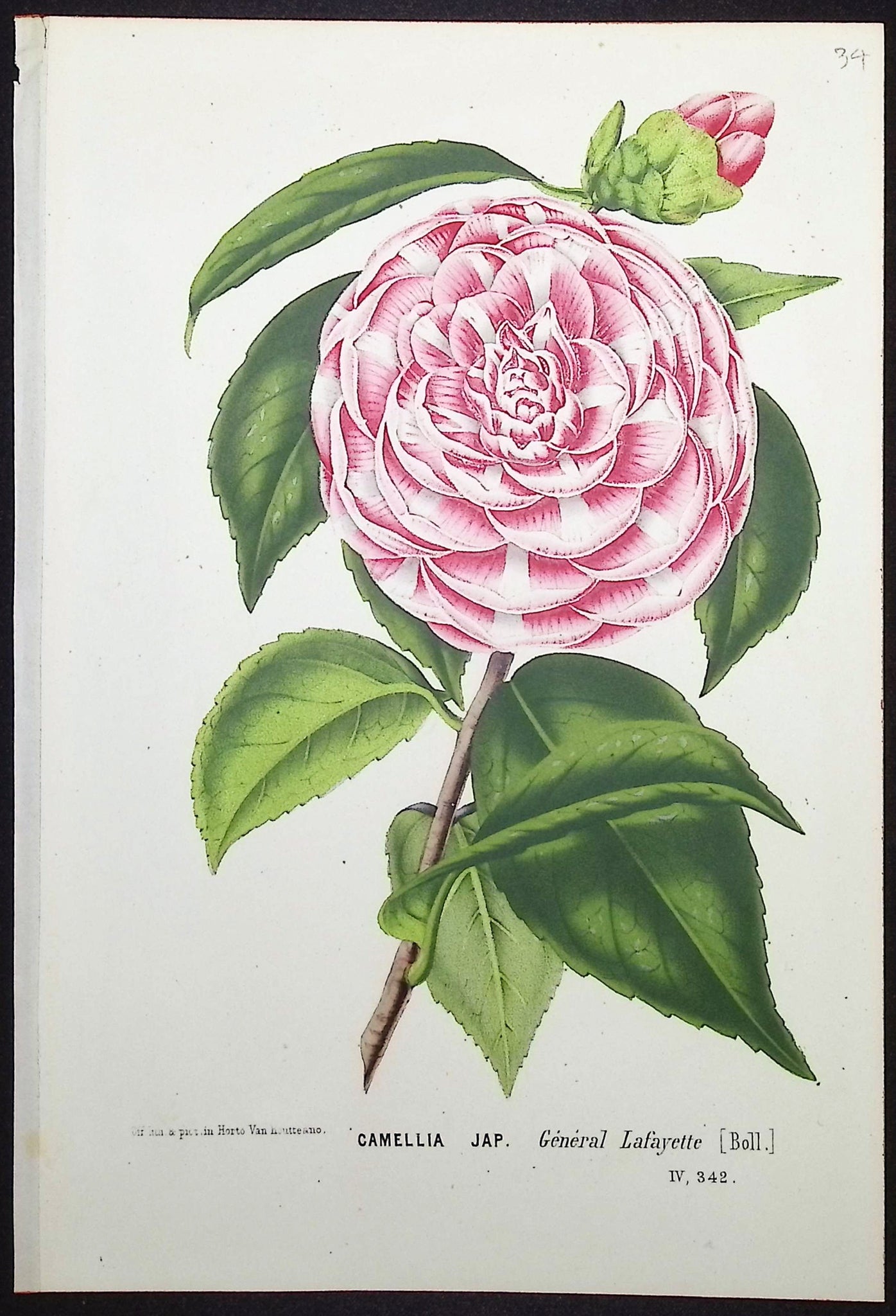 Camellia