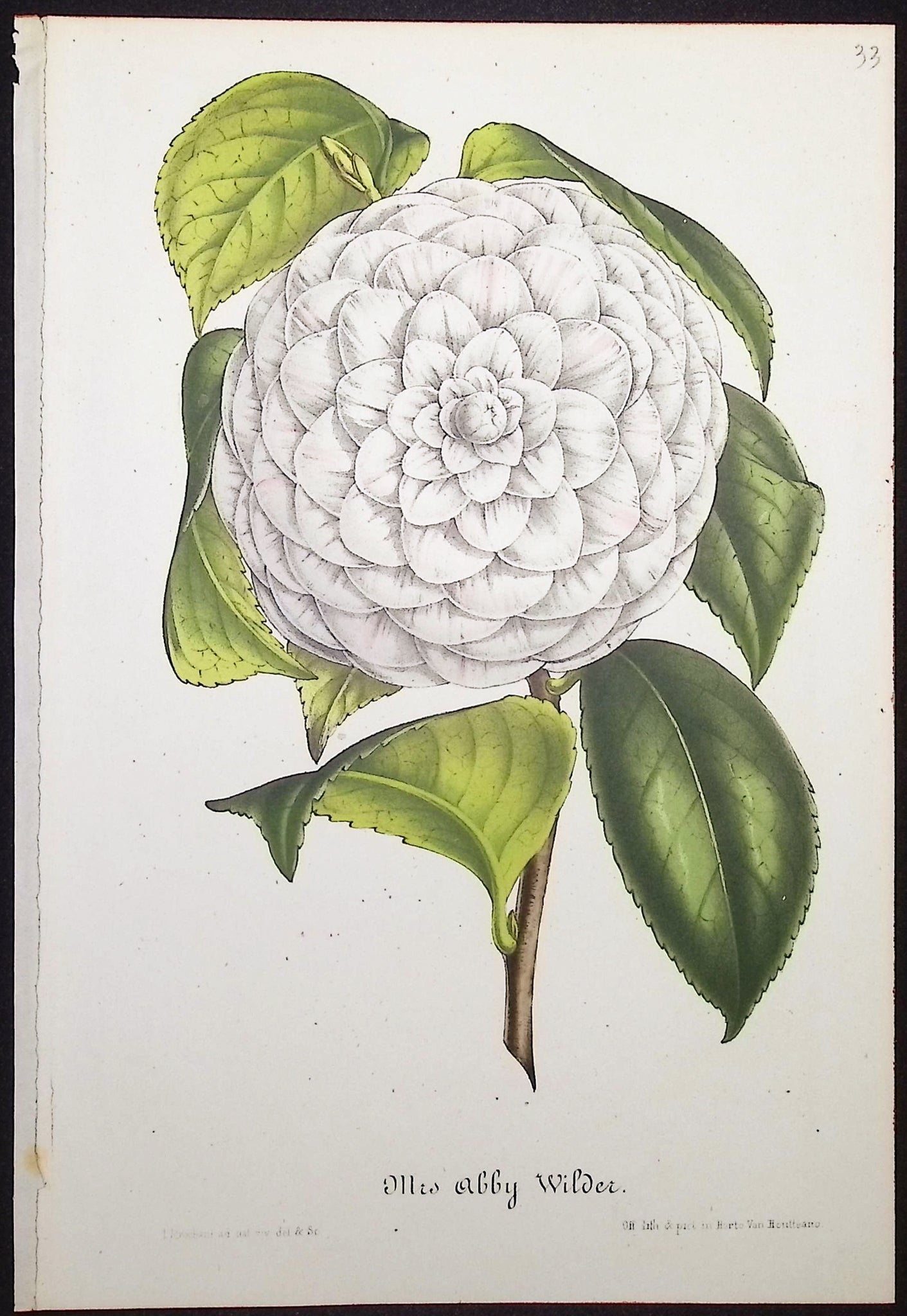Camellia