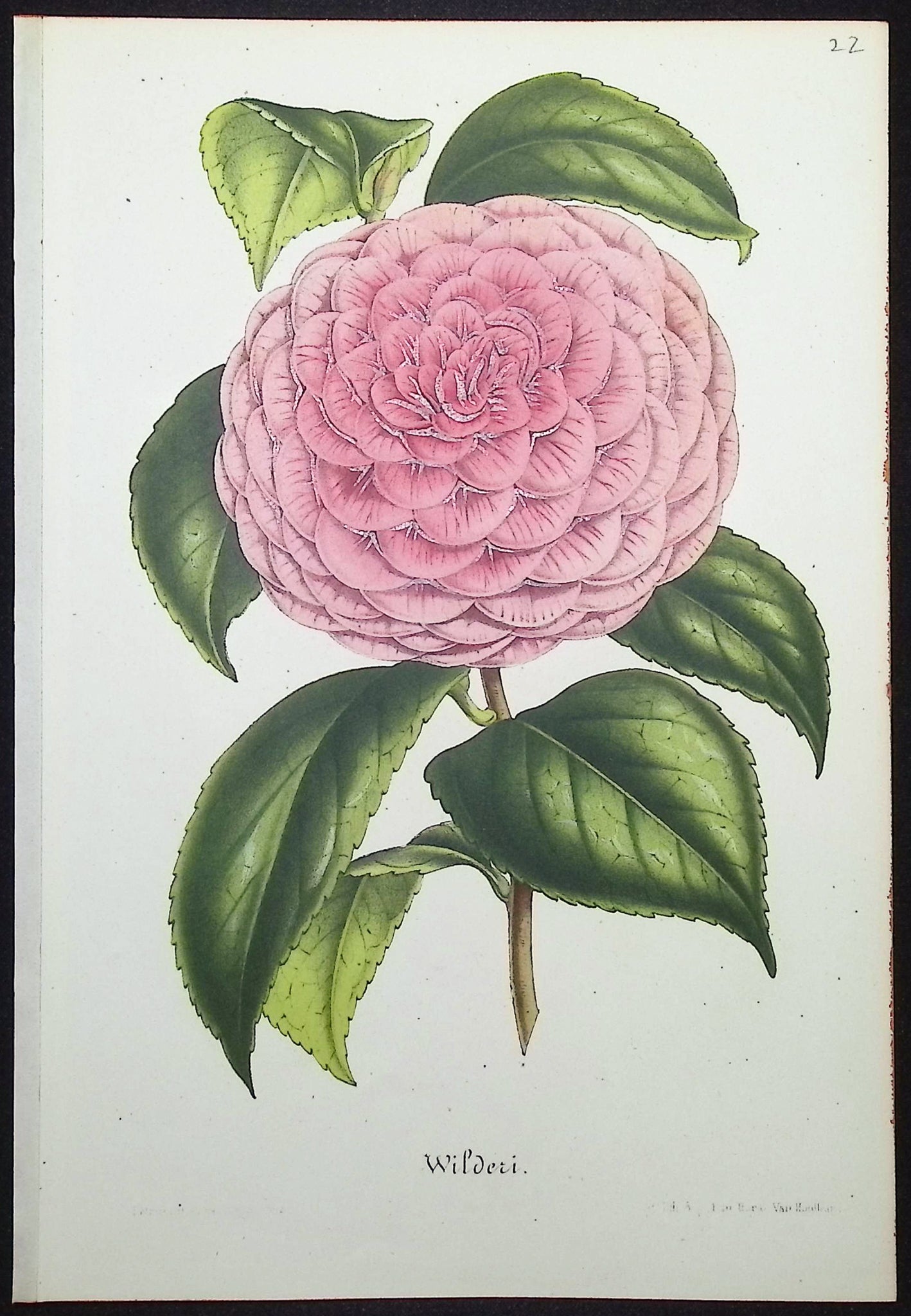 Camellia