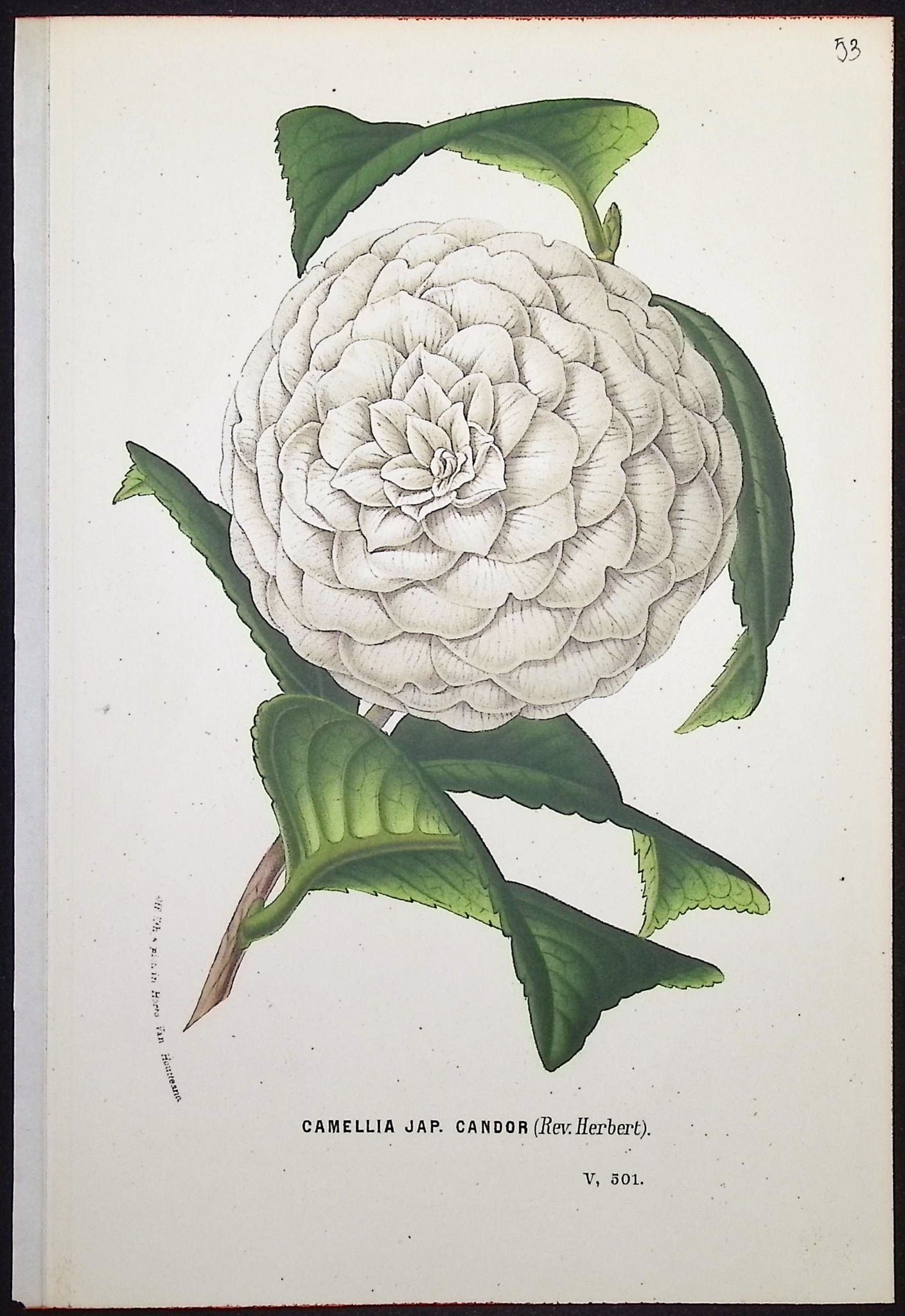 Camellia