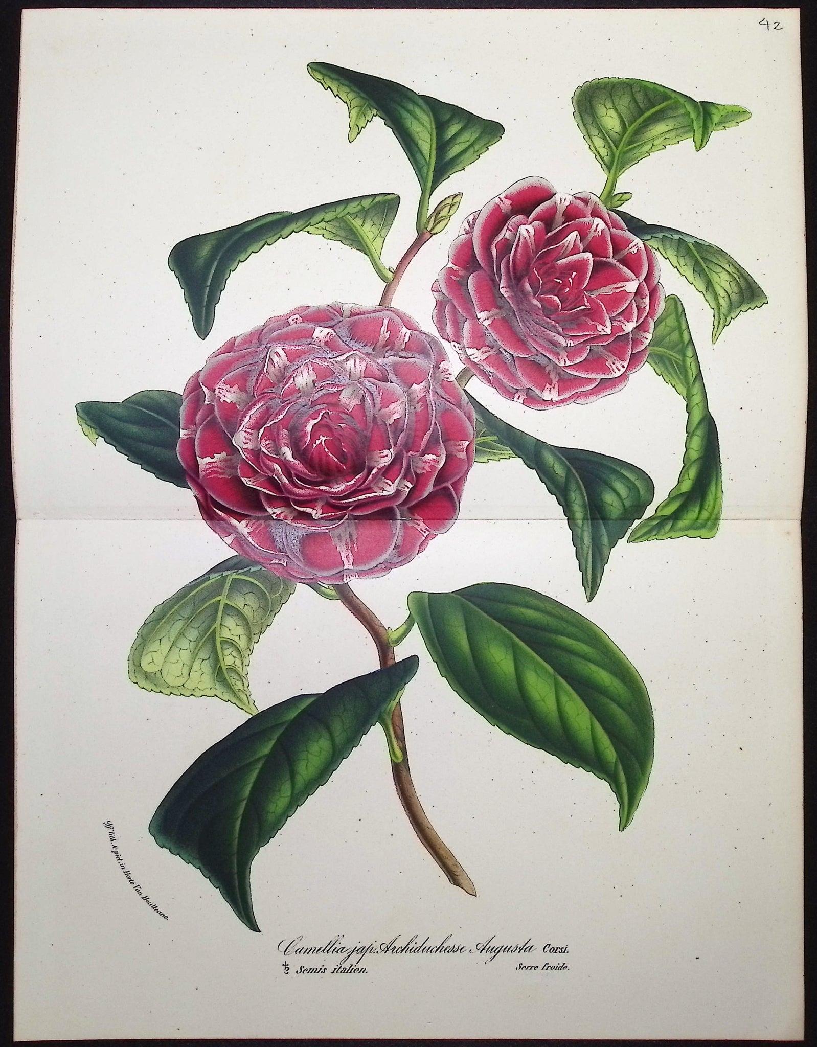 Camellia