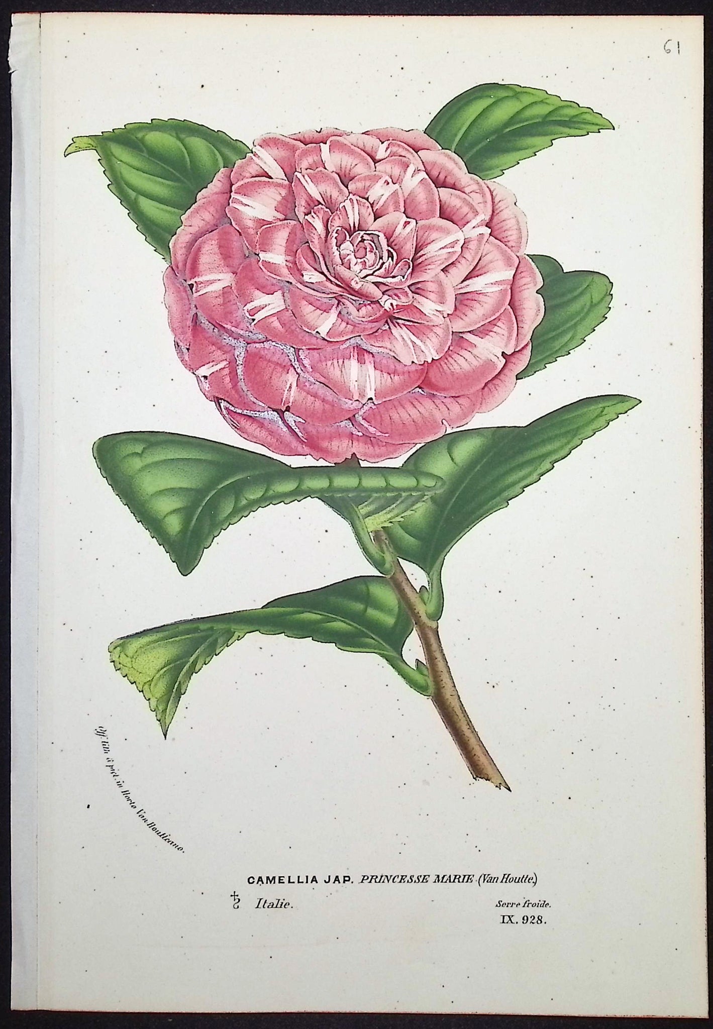 Camellia