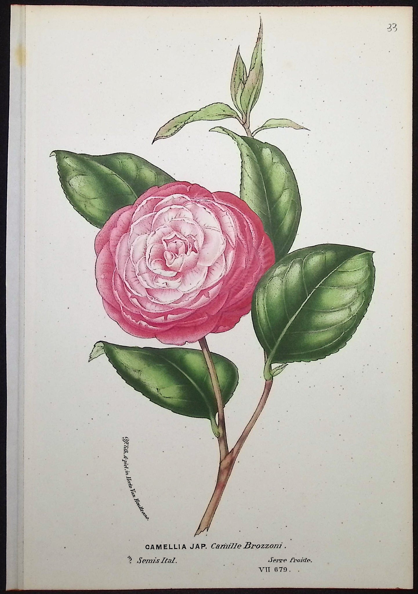 Camellia