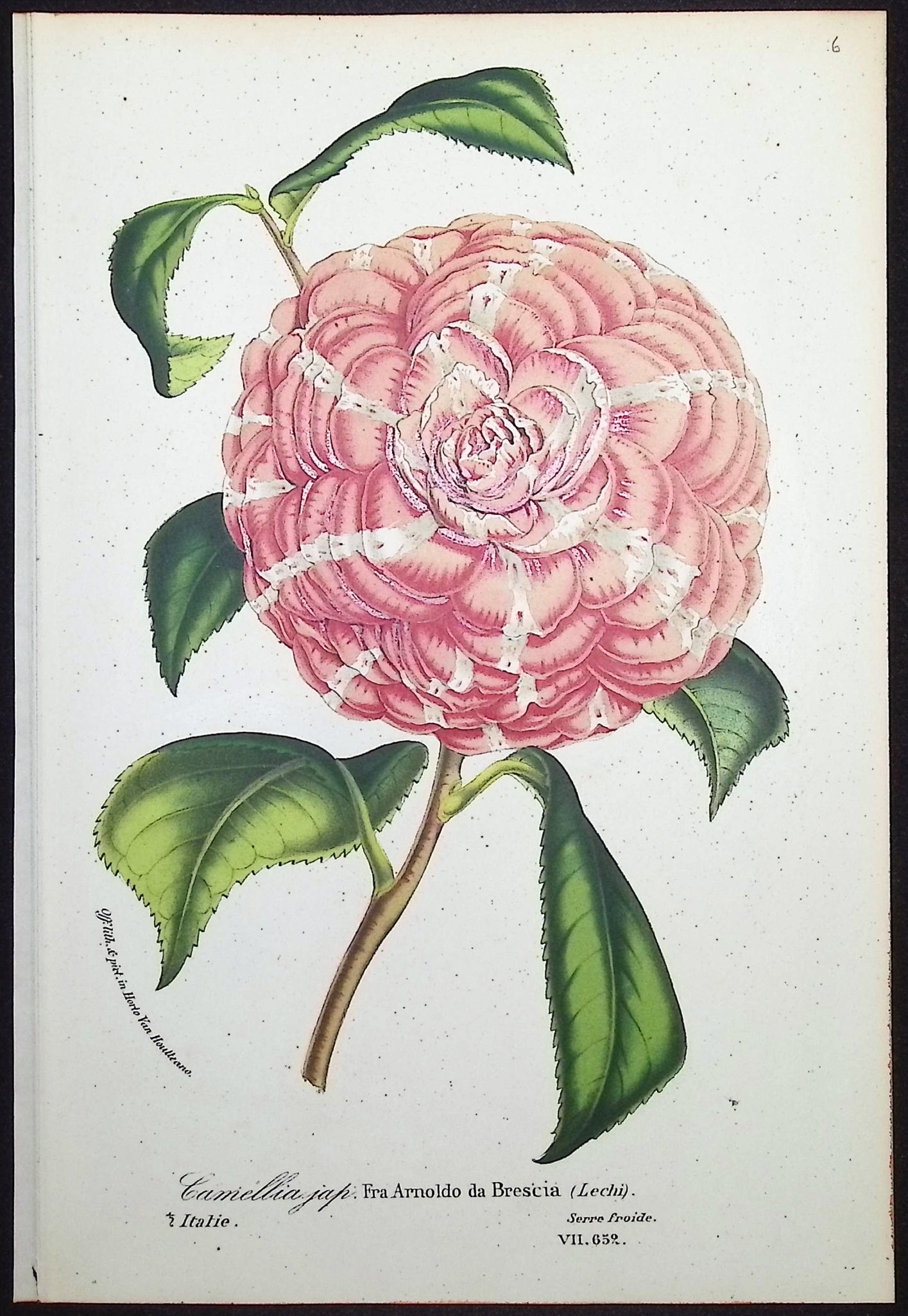 Camellia