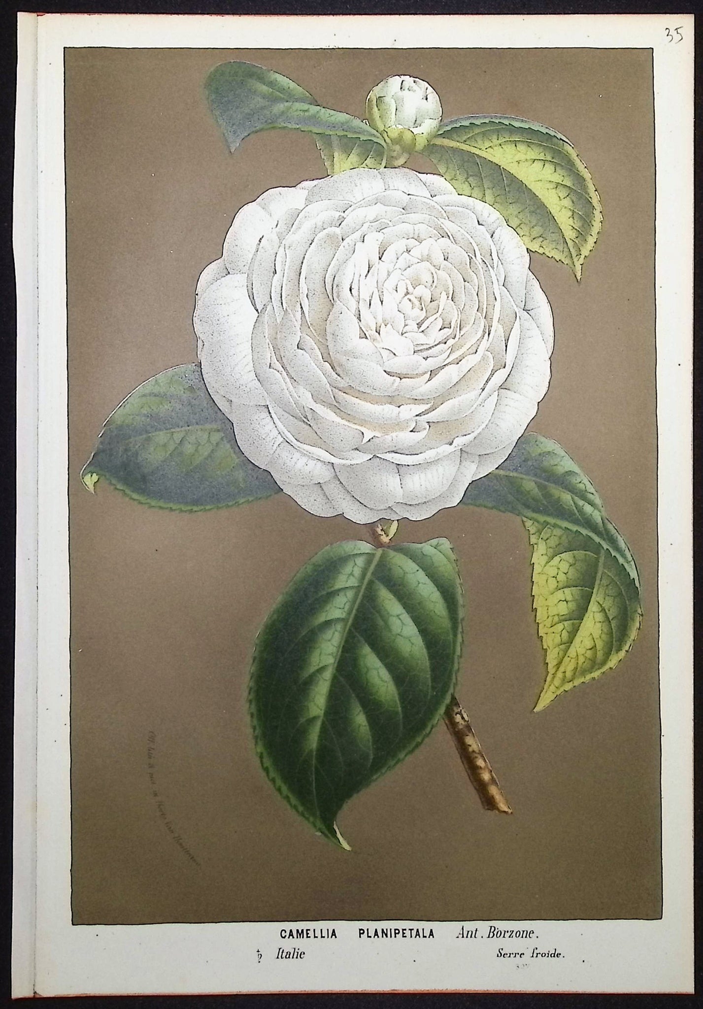 Camellia