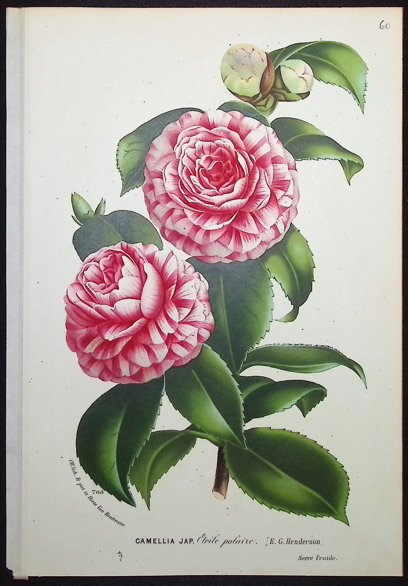Camellia