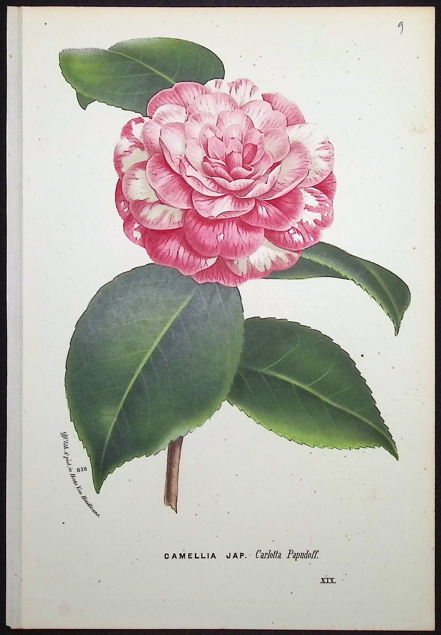 Camellia