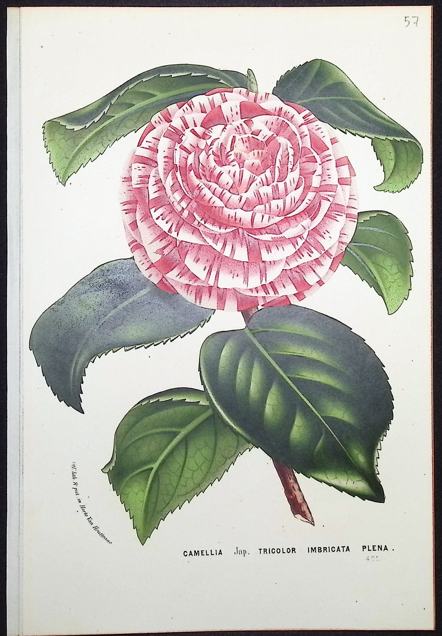 Camellia