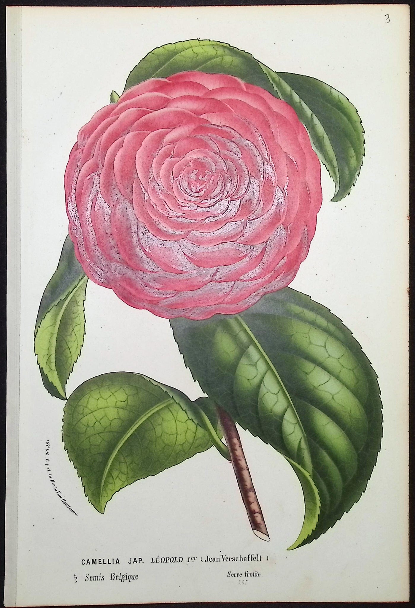 Camellia