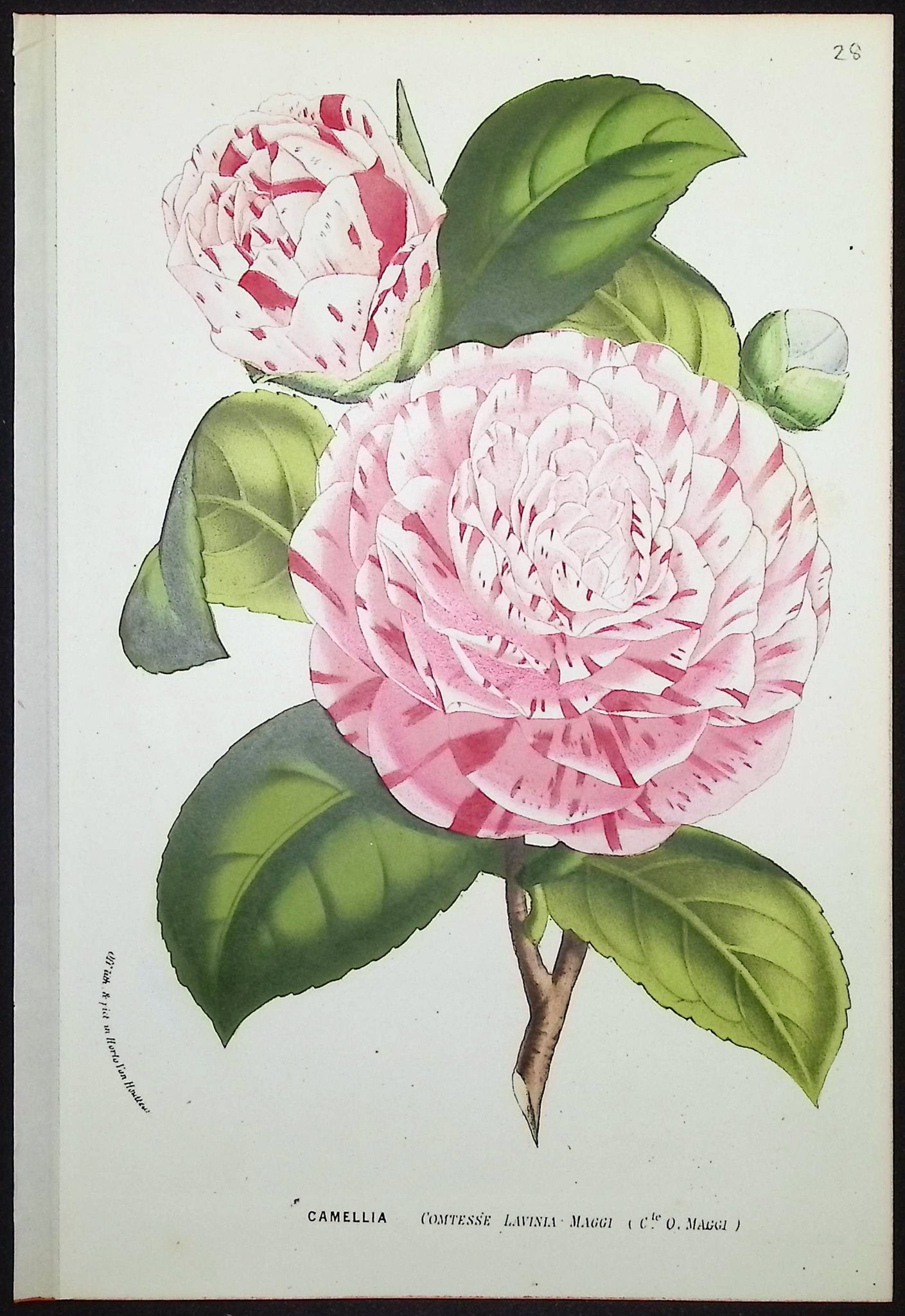 Camellia