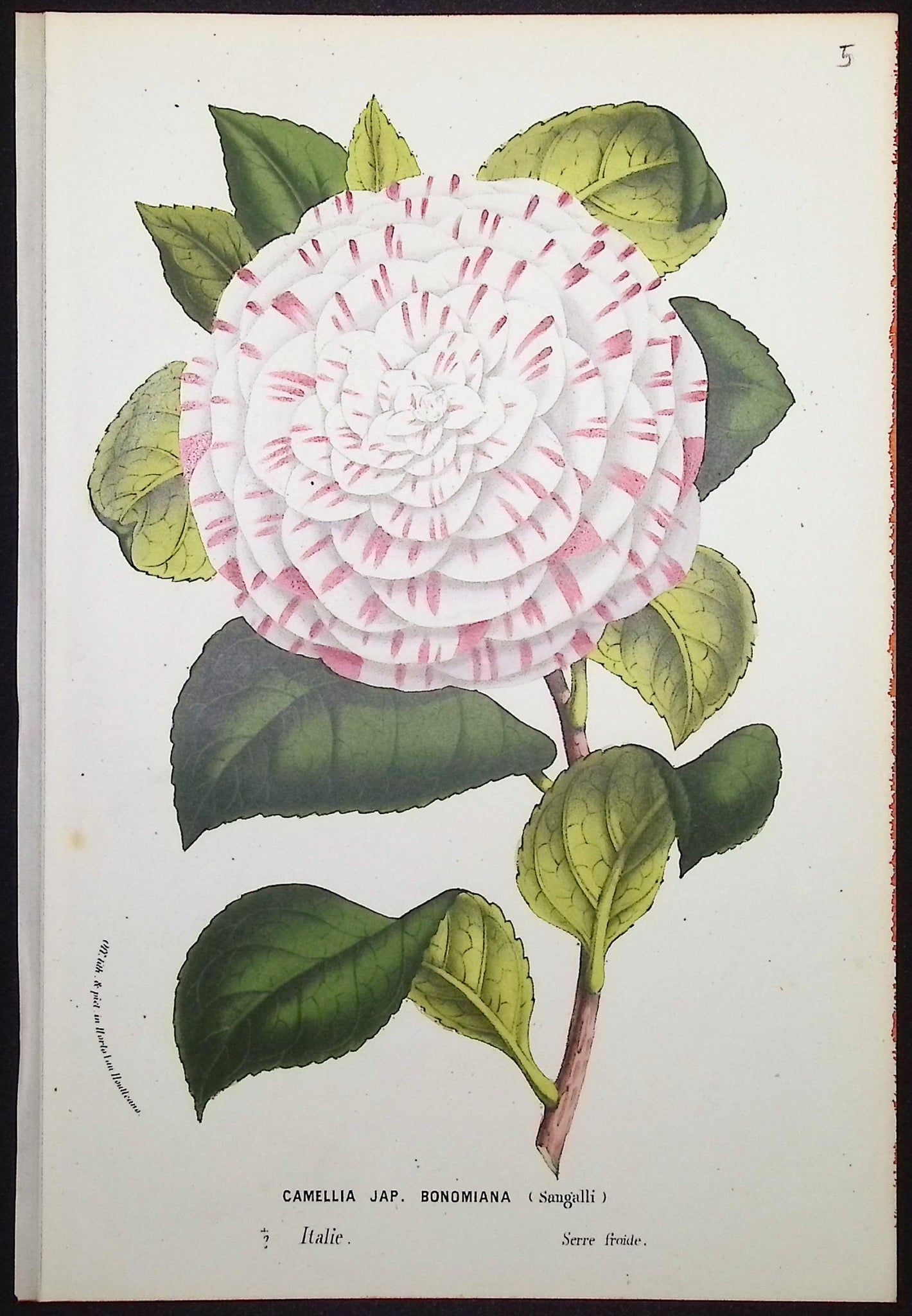 Camellia