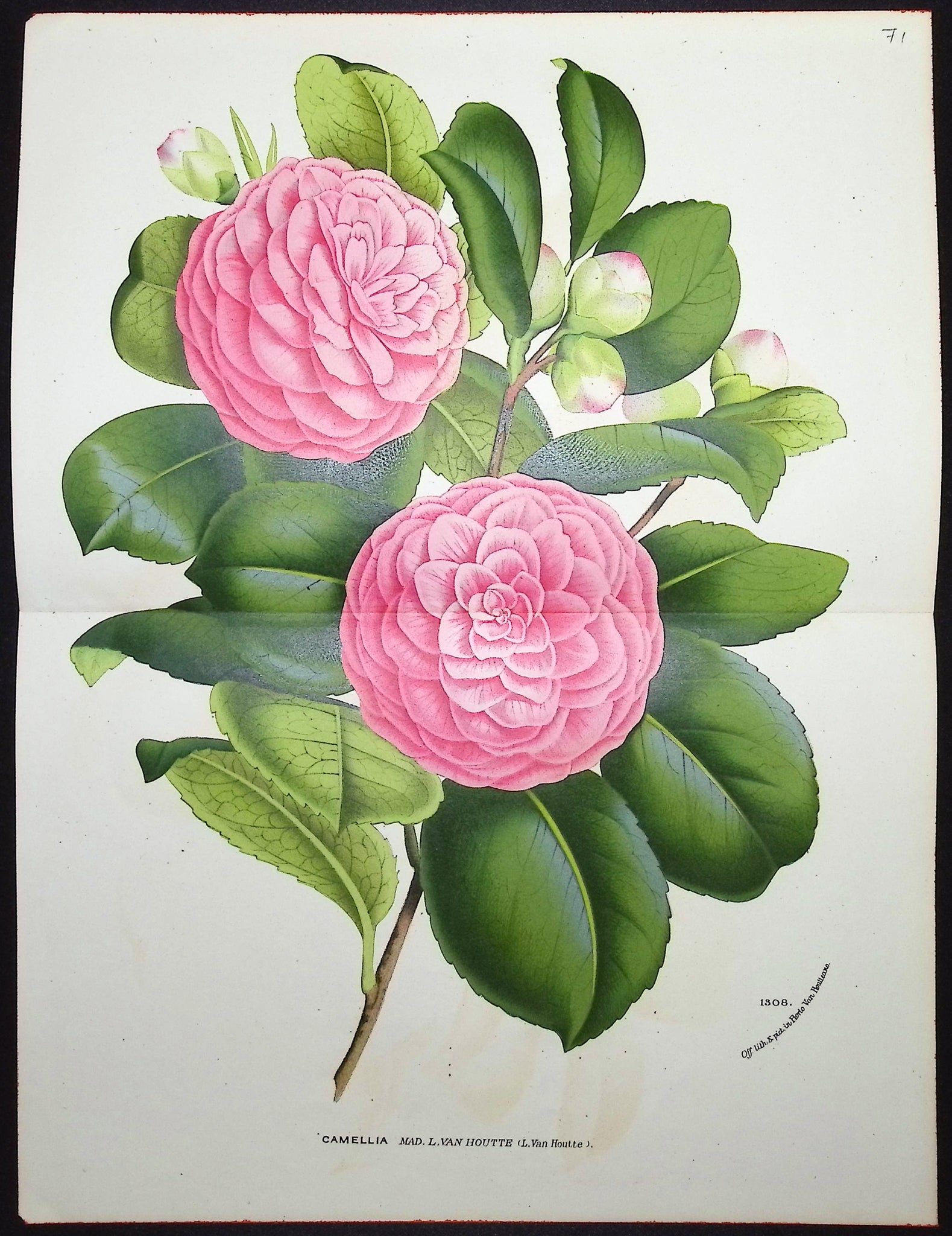 Camellia