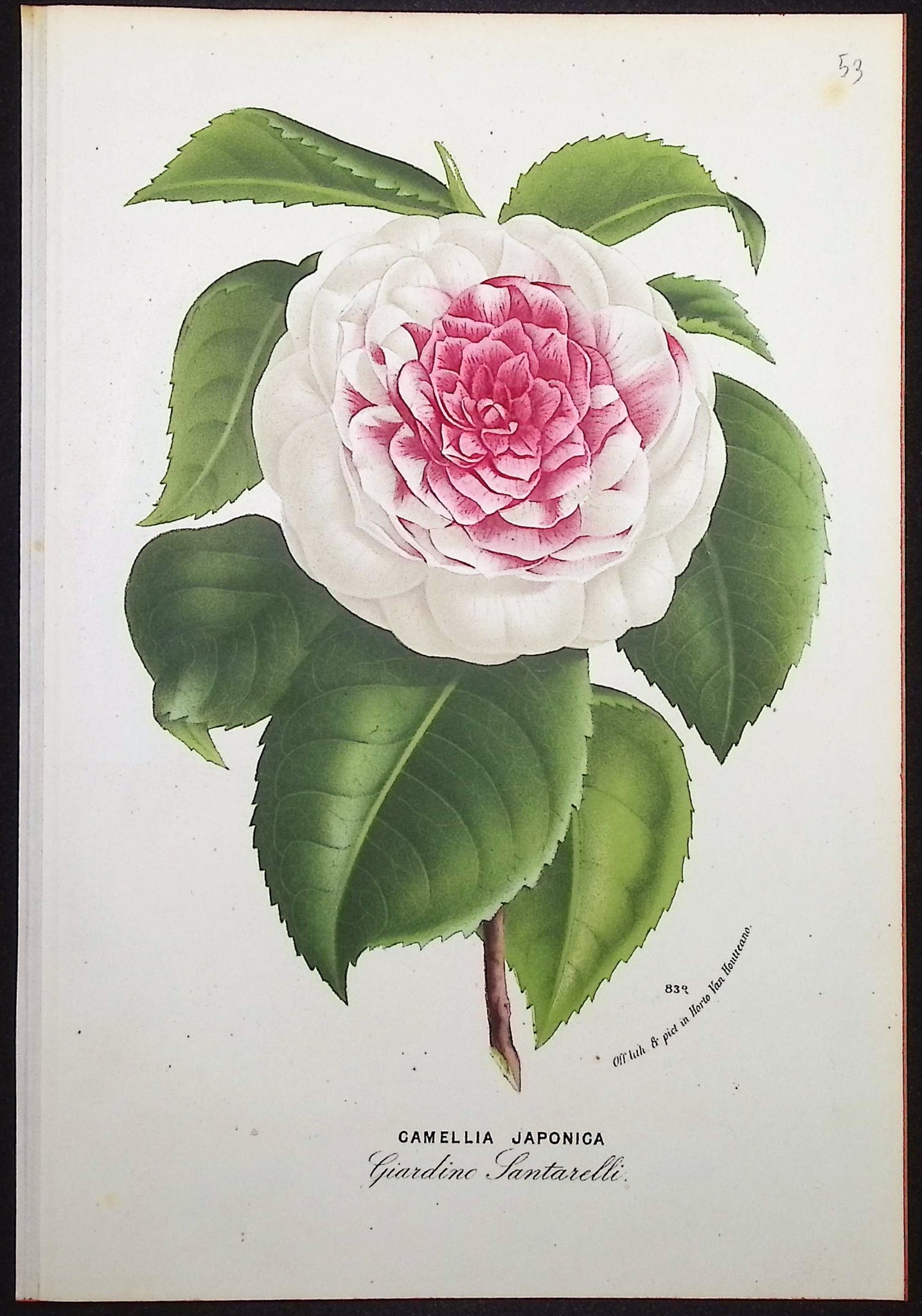 Camellia