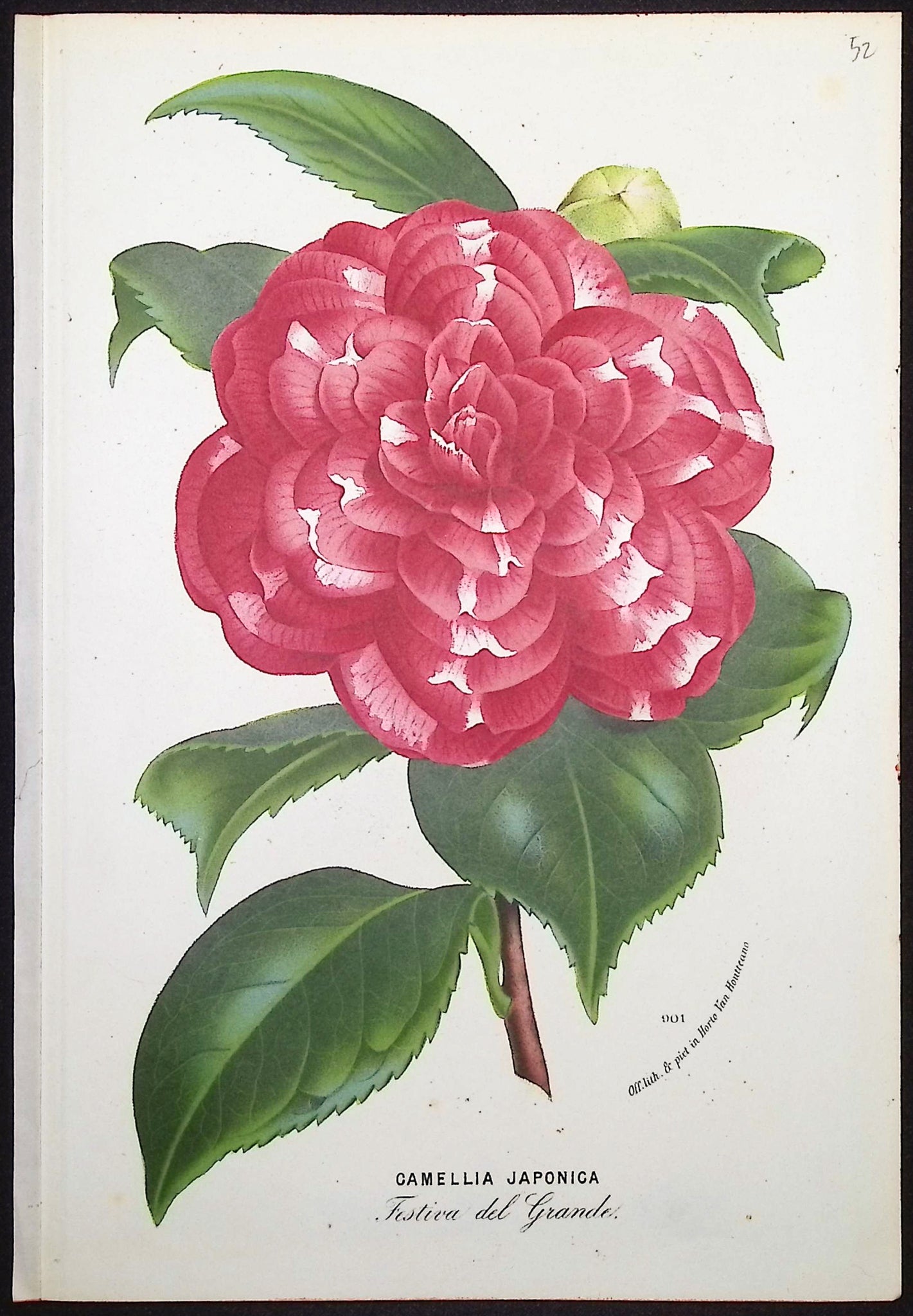 Camellia