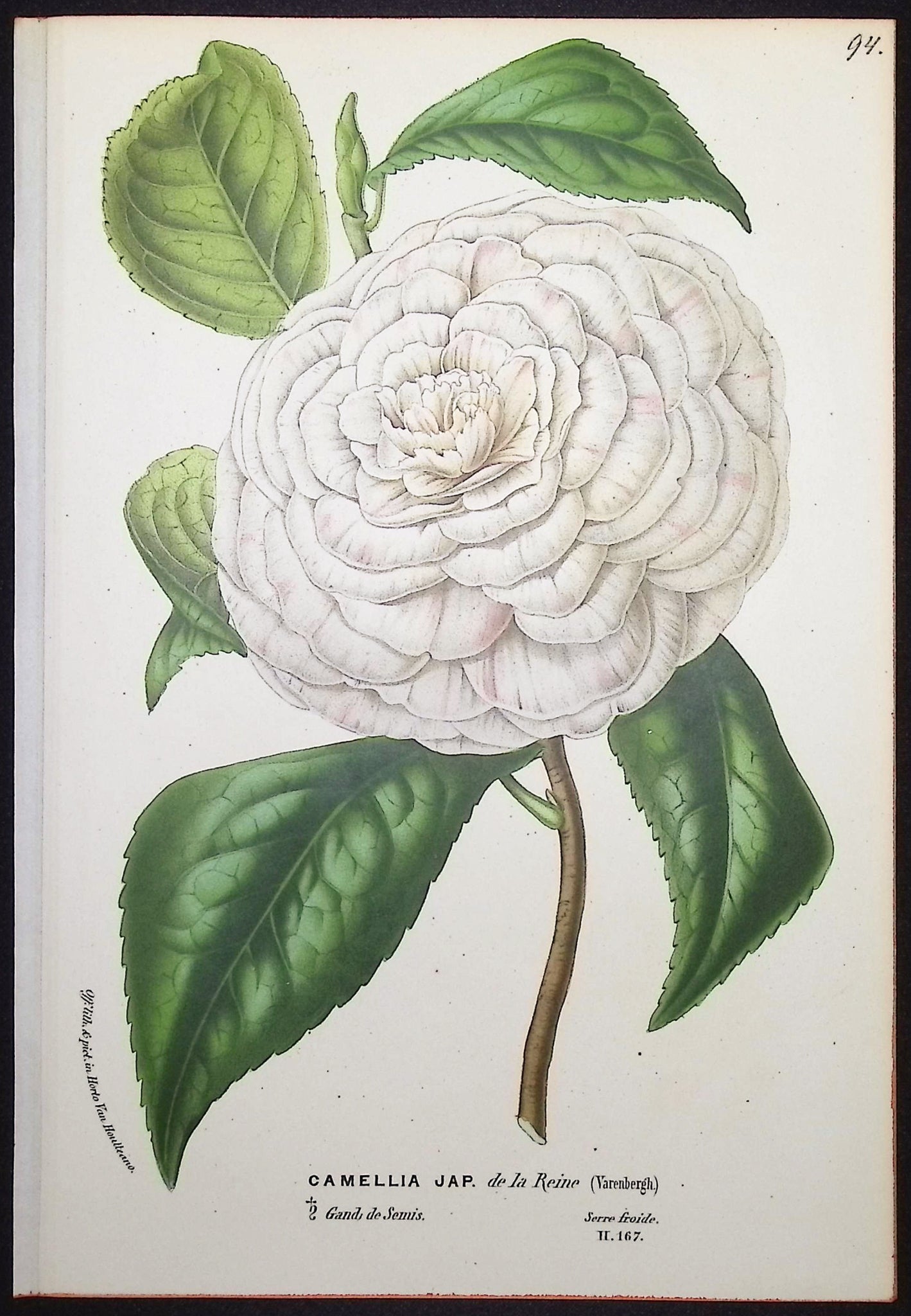 Camellia