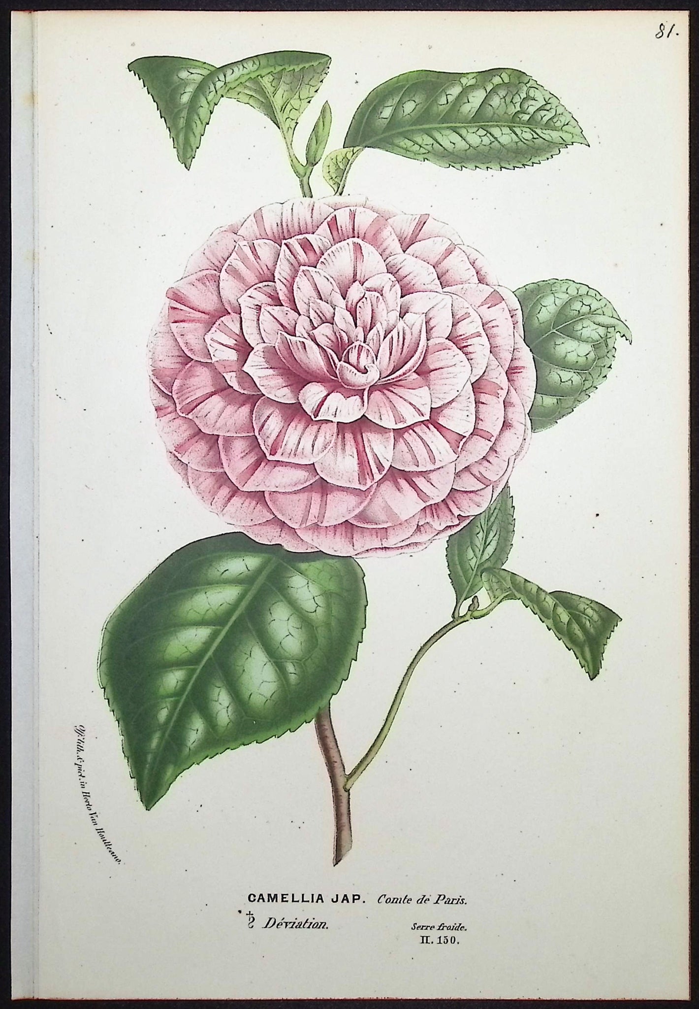 Camellia