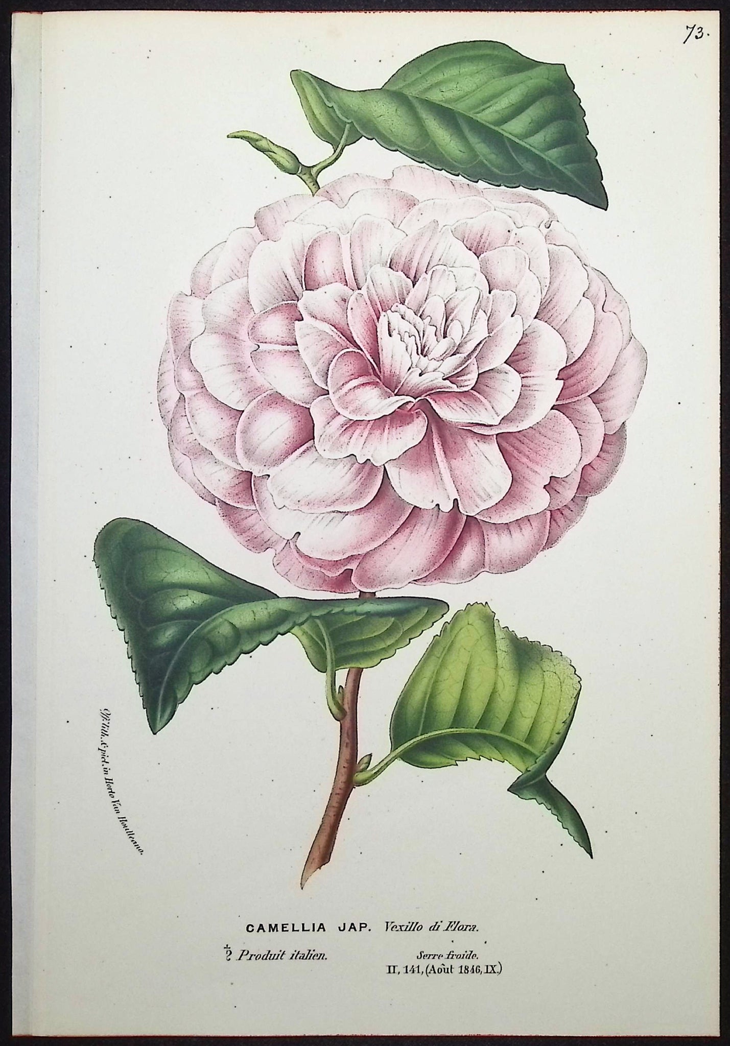 Camellia