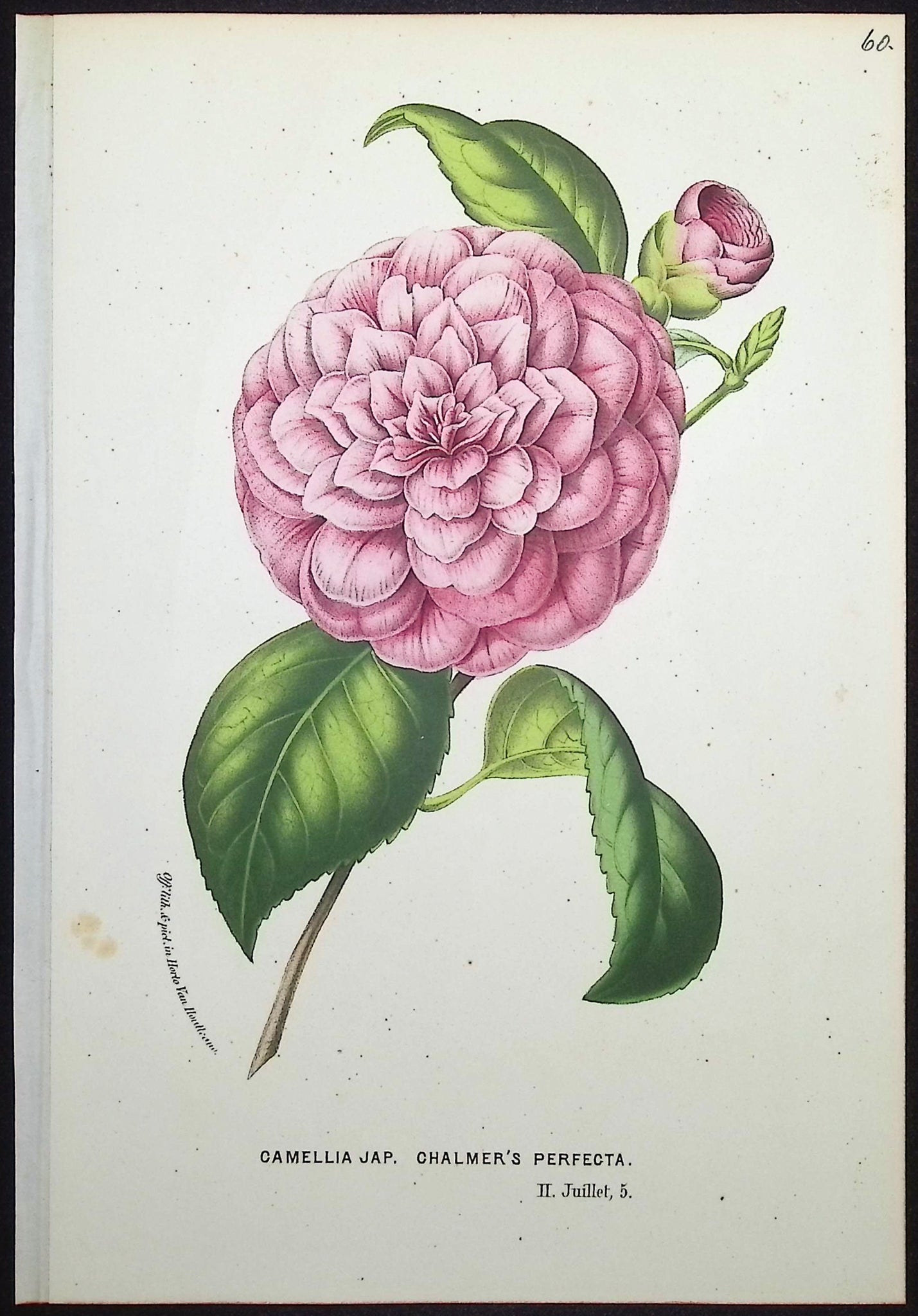 Camellia