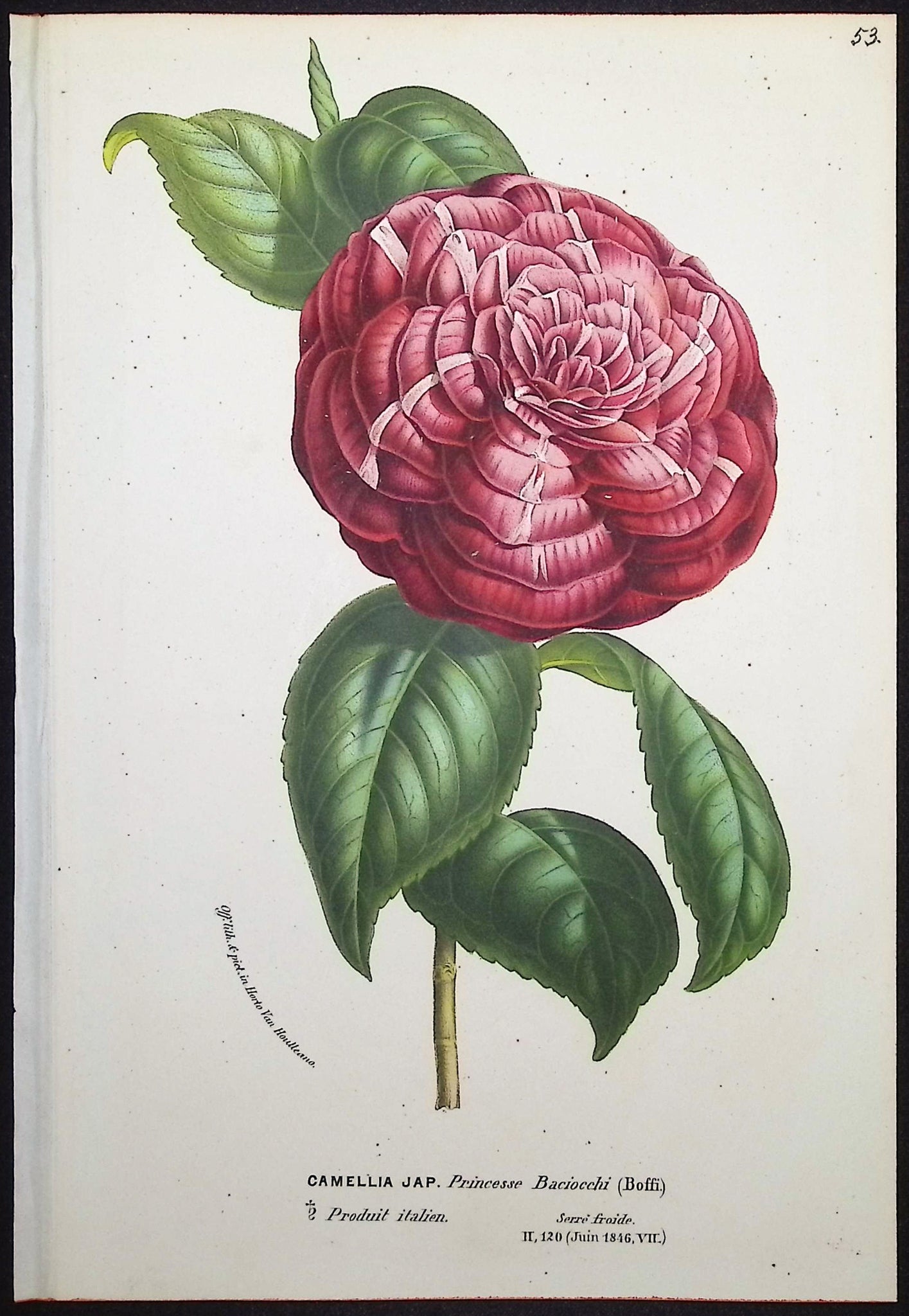 Camellia