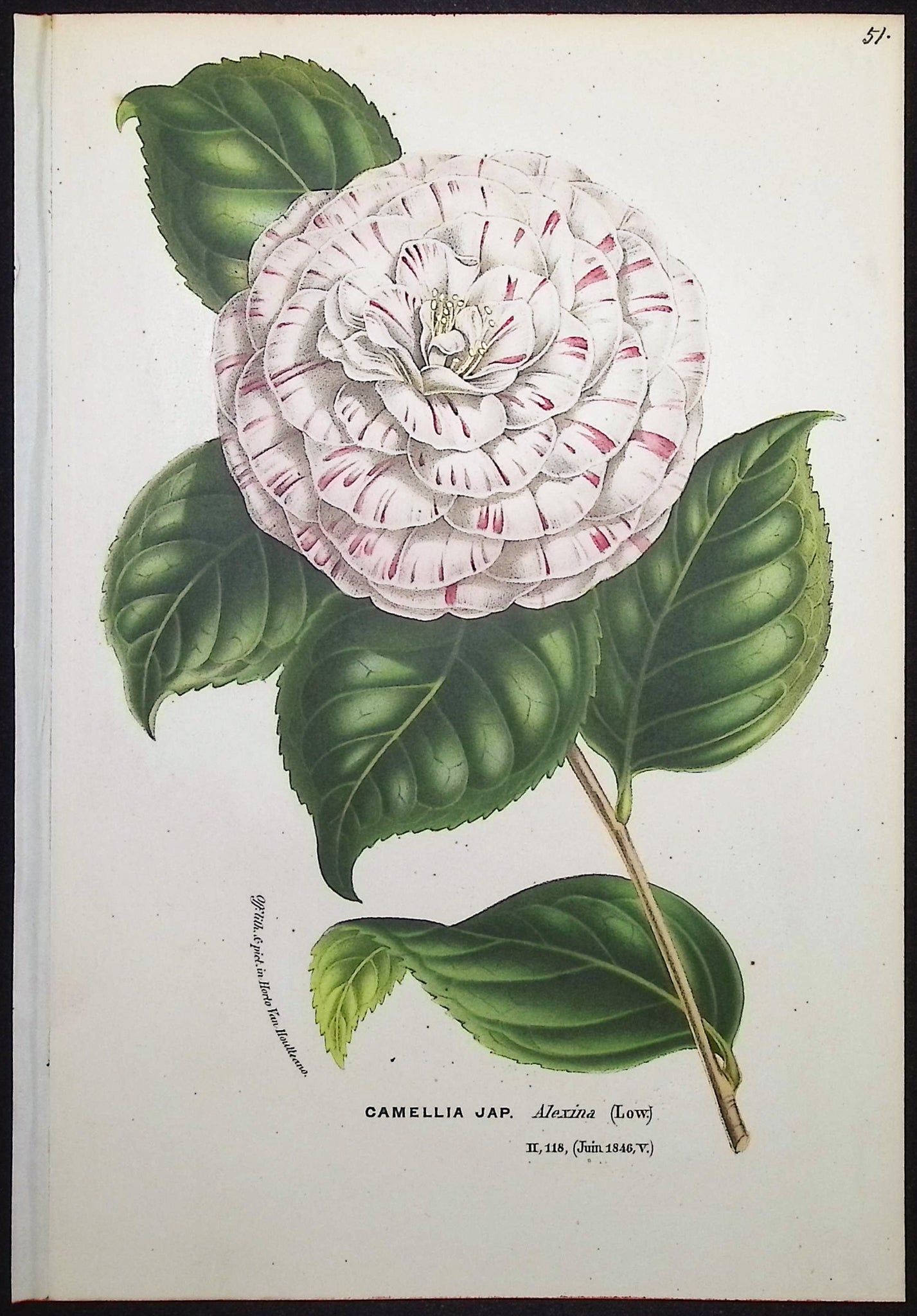 Camellia