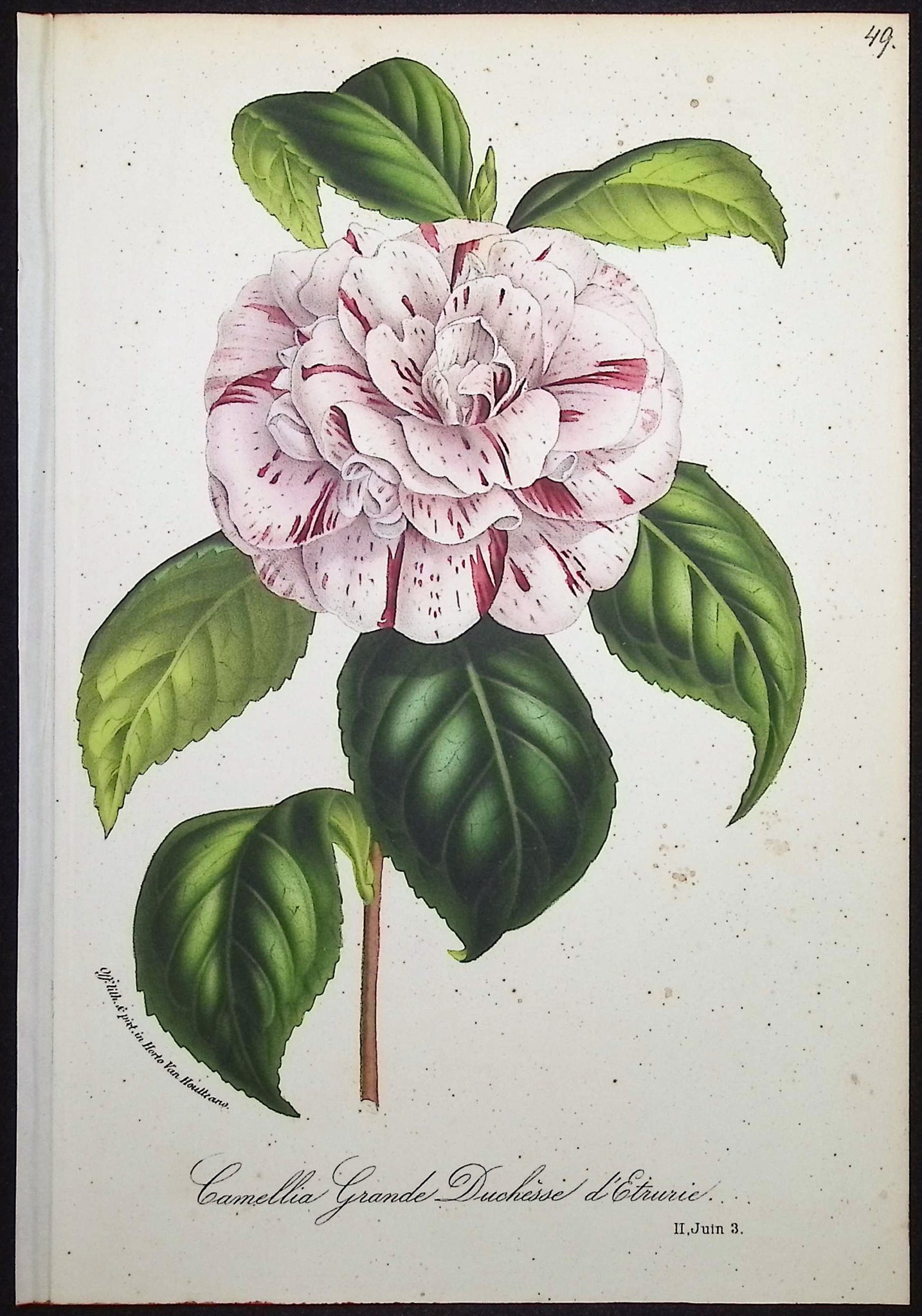Camellia
