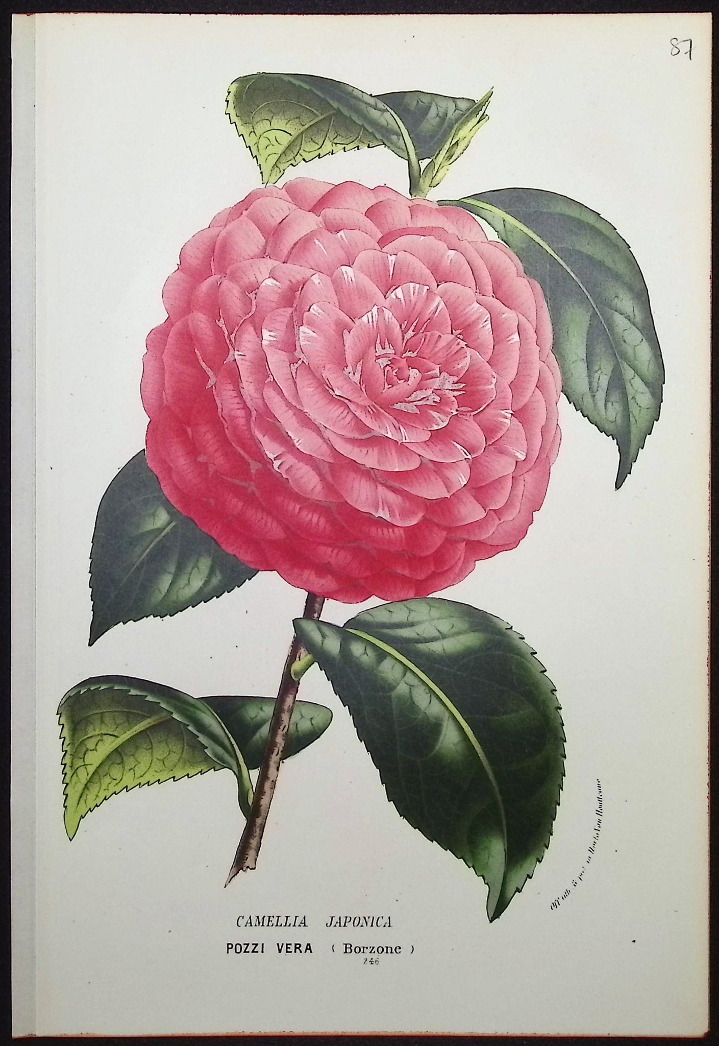 Camellia