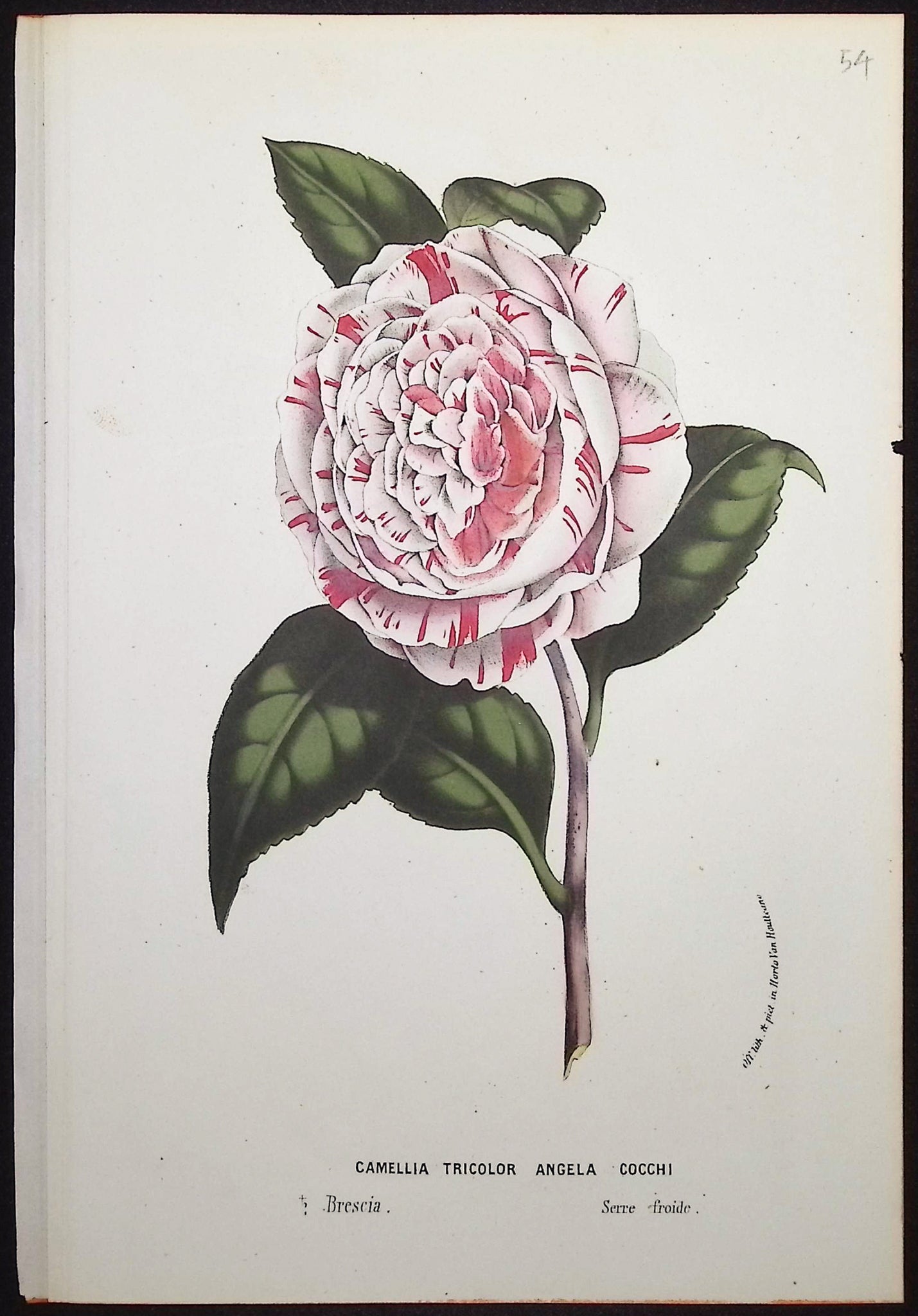 Camellia
