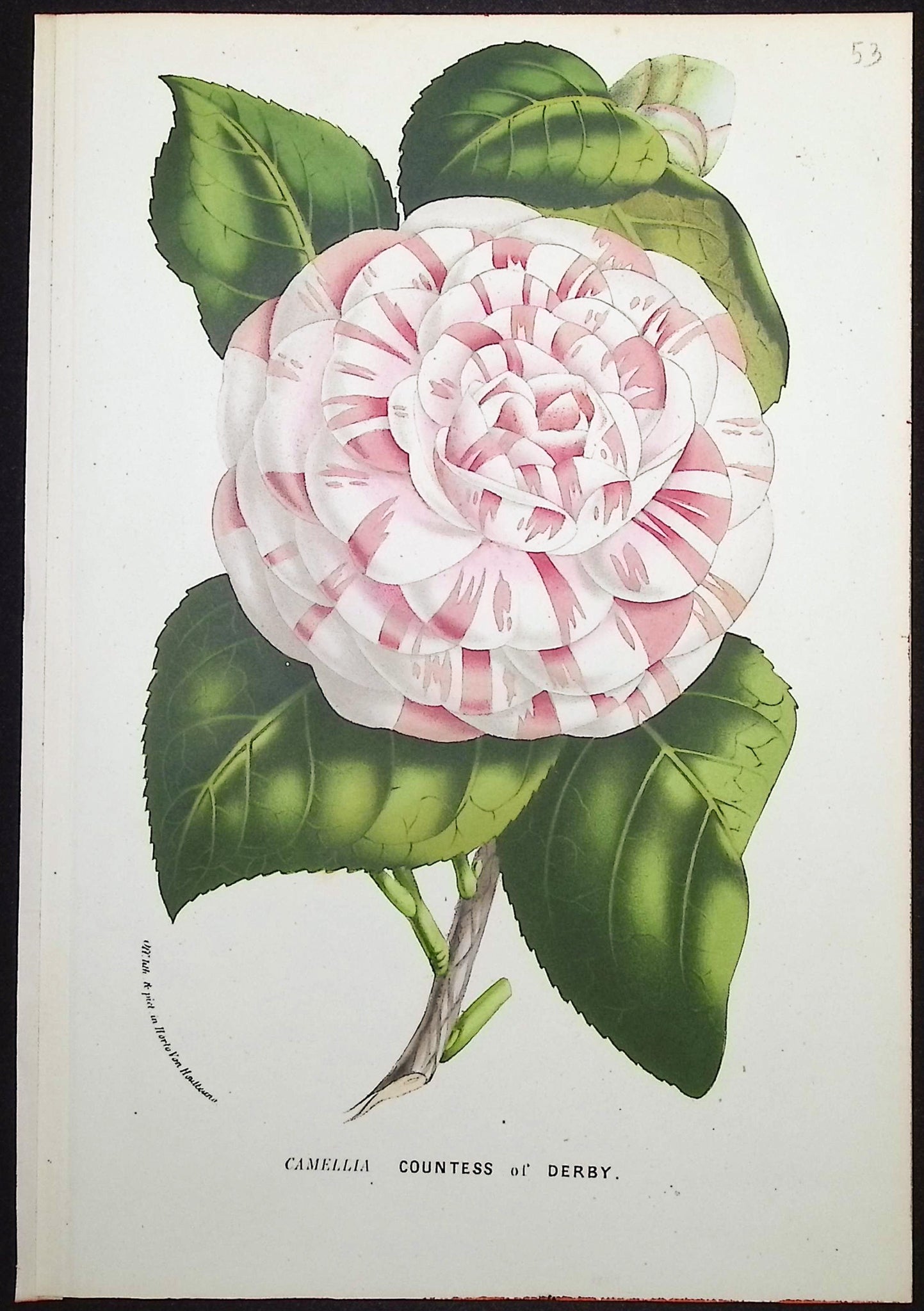 Camellia