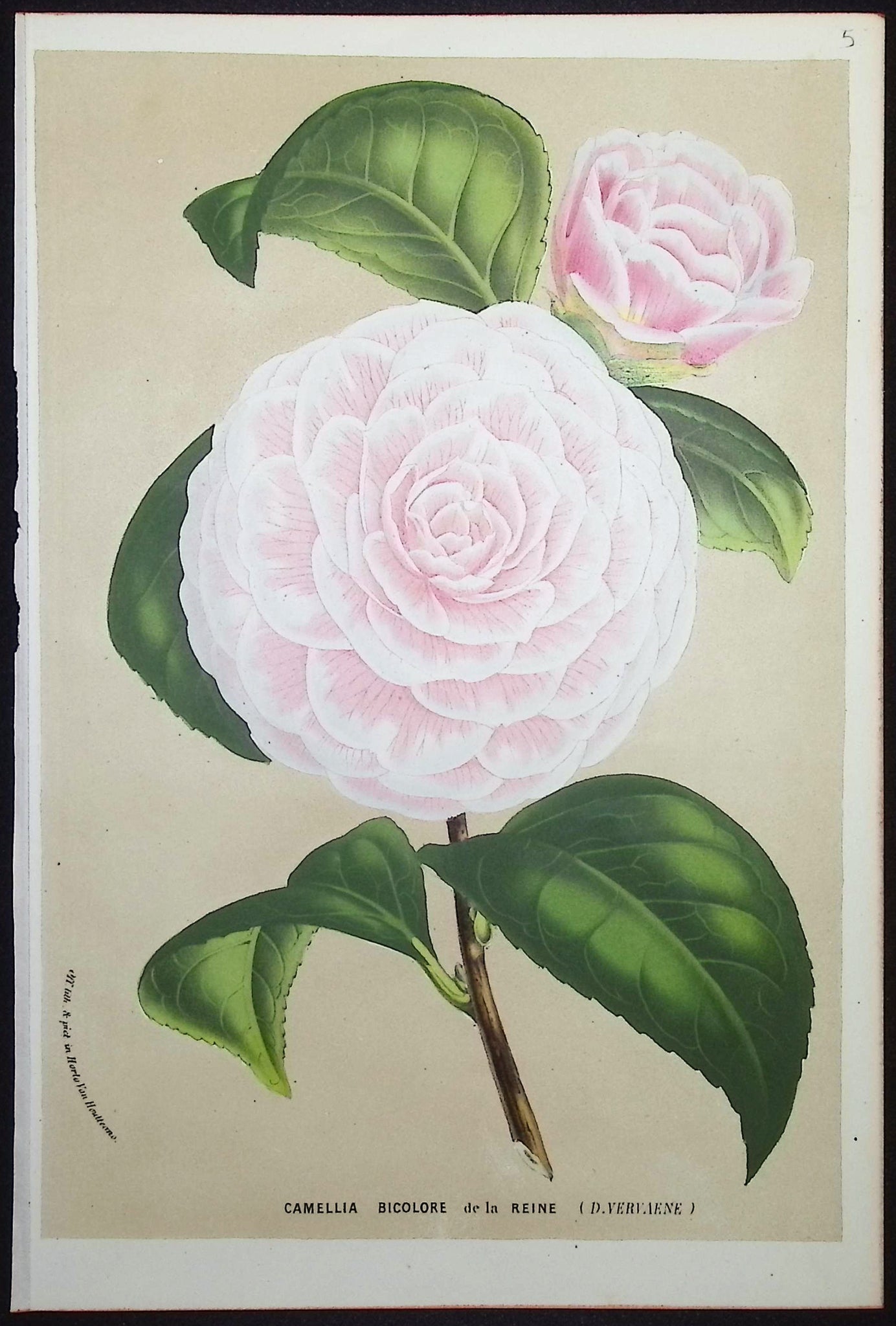 Camellia