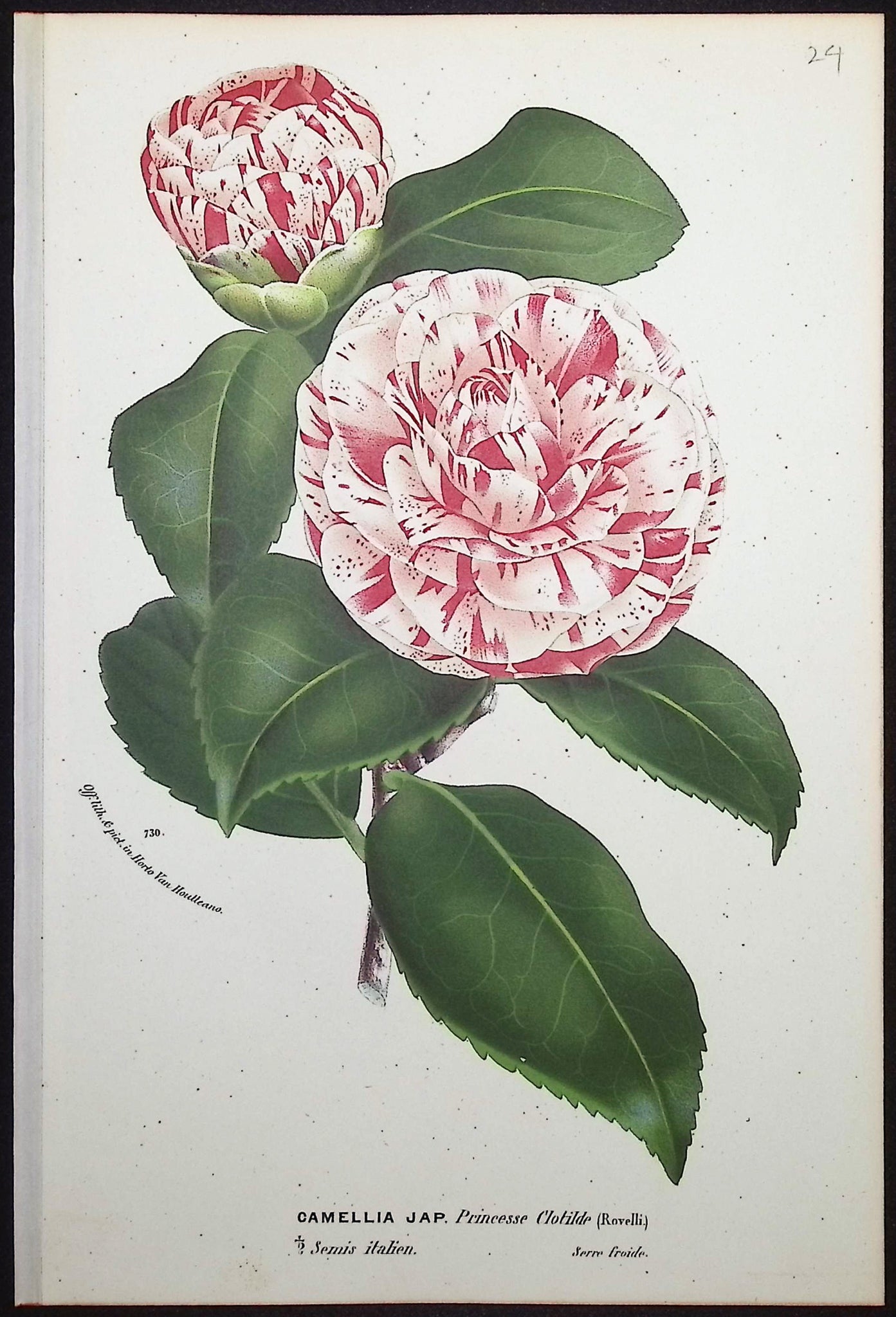 Camellia