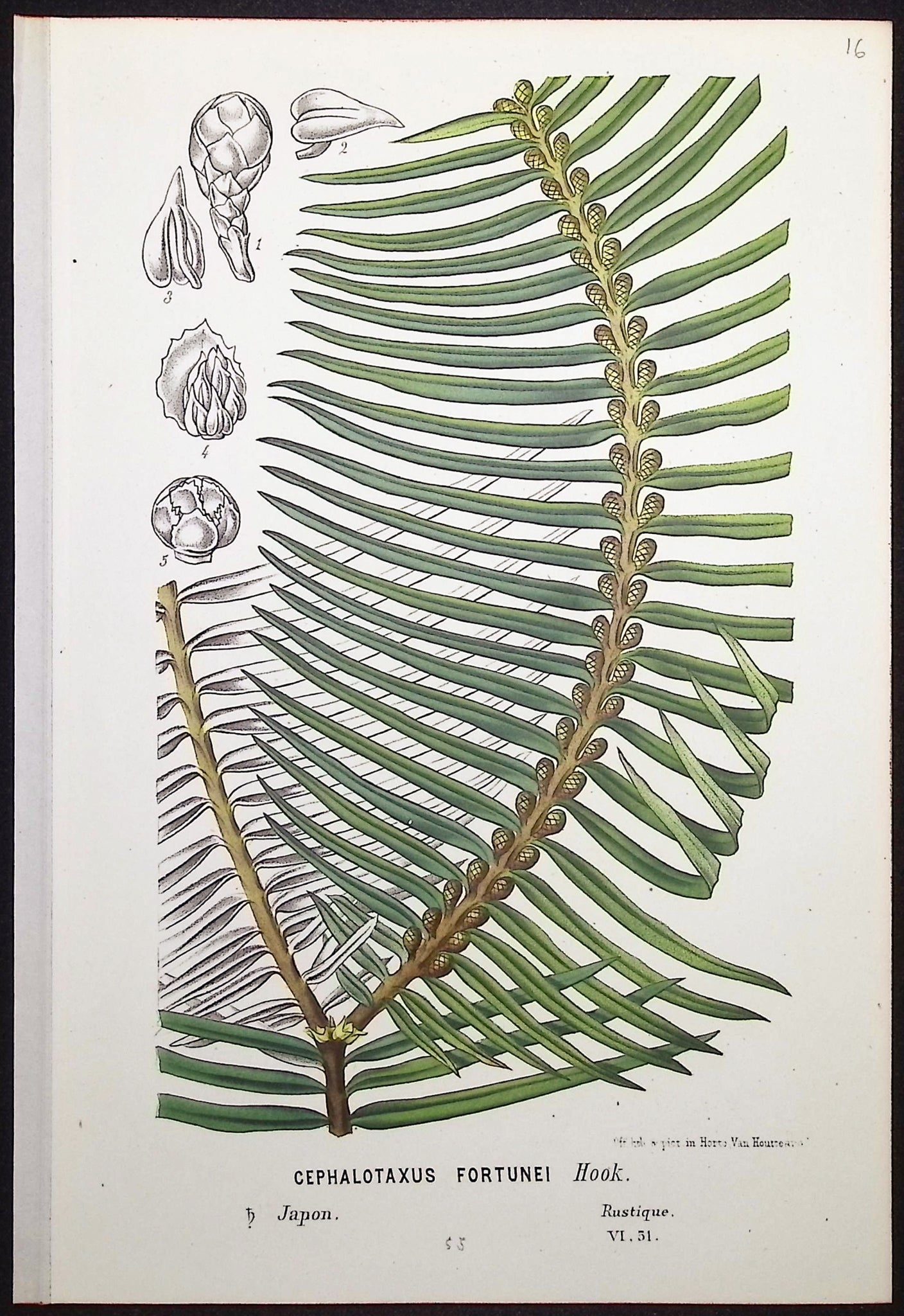 Palm Leaf