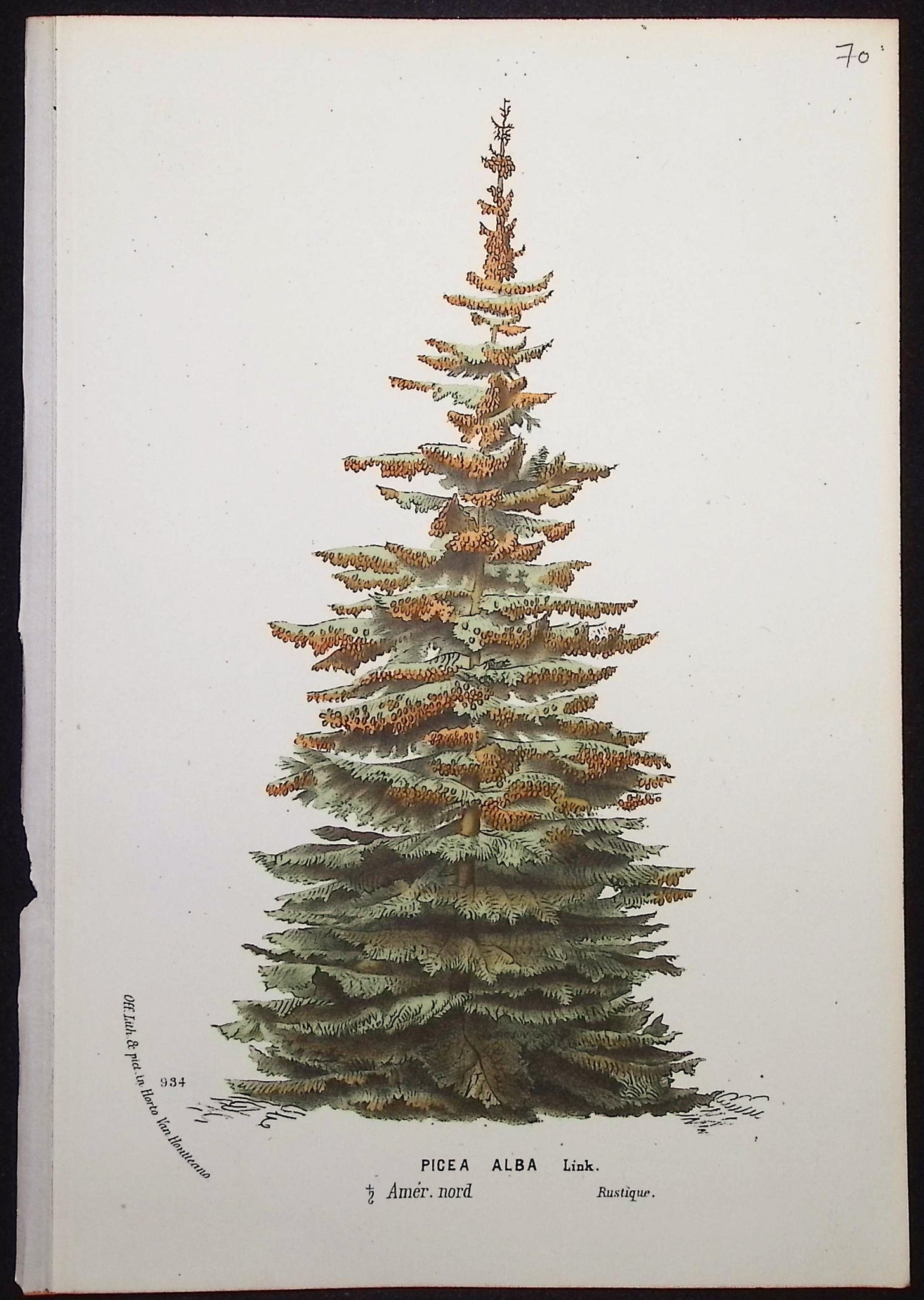 Pine Tree