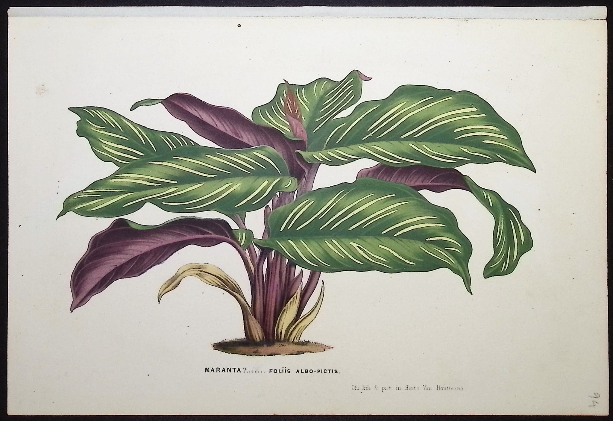 Leafy Plant