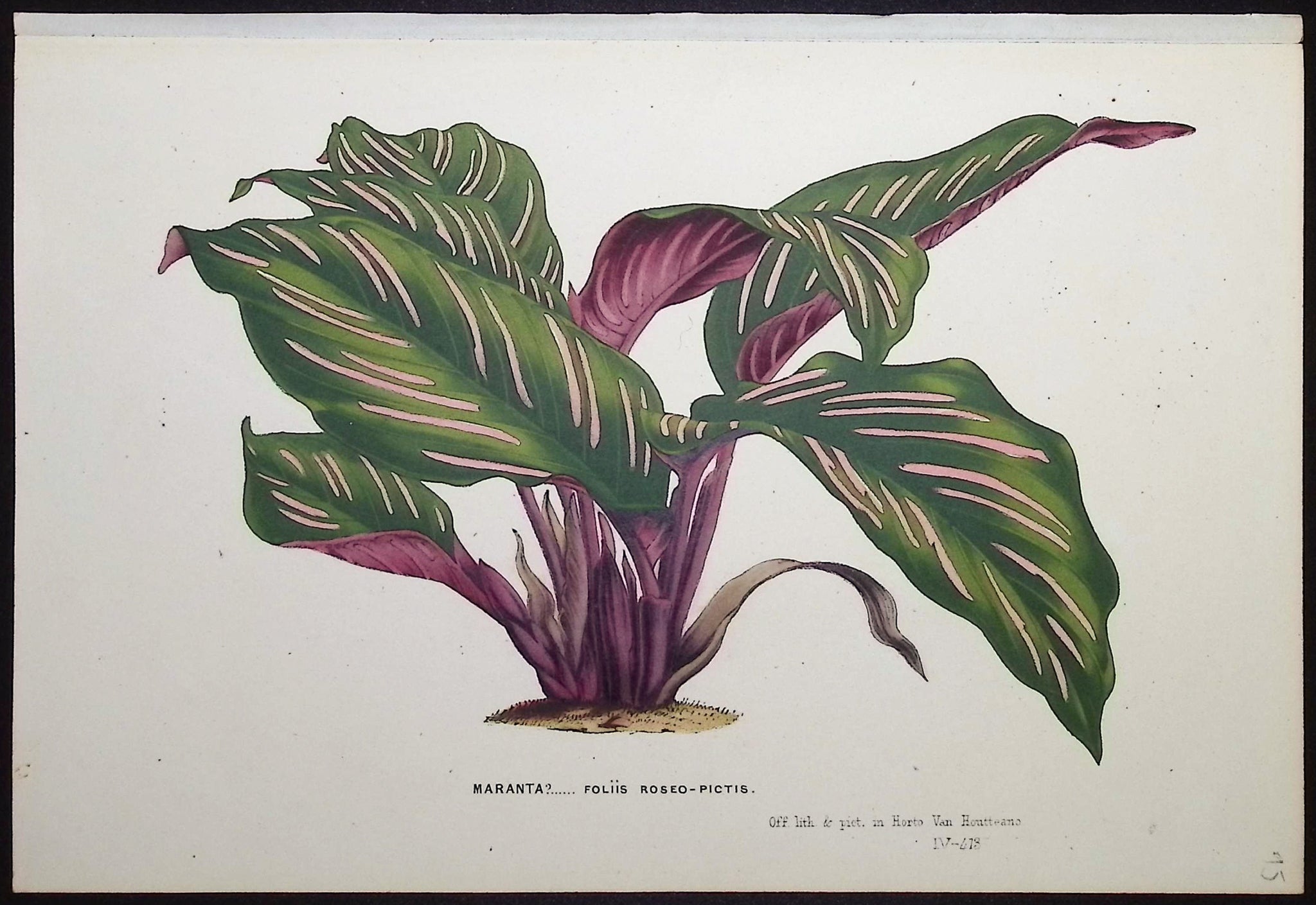 Leafy Plant