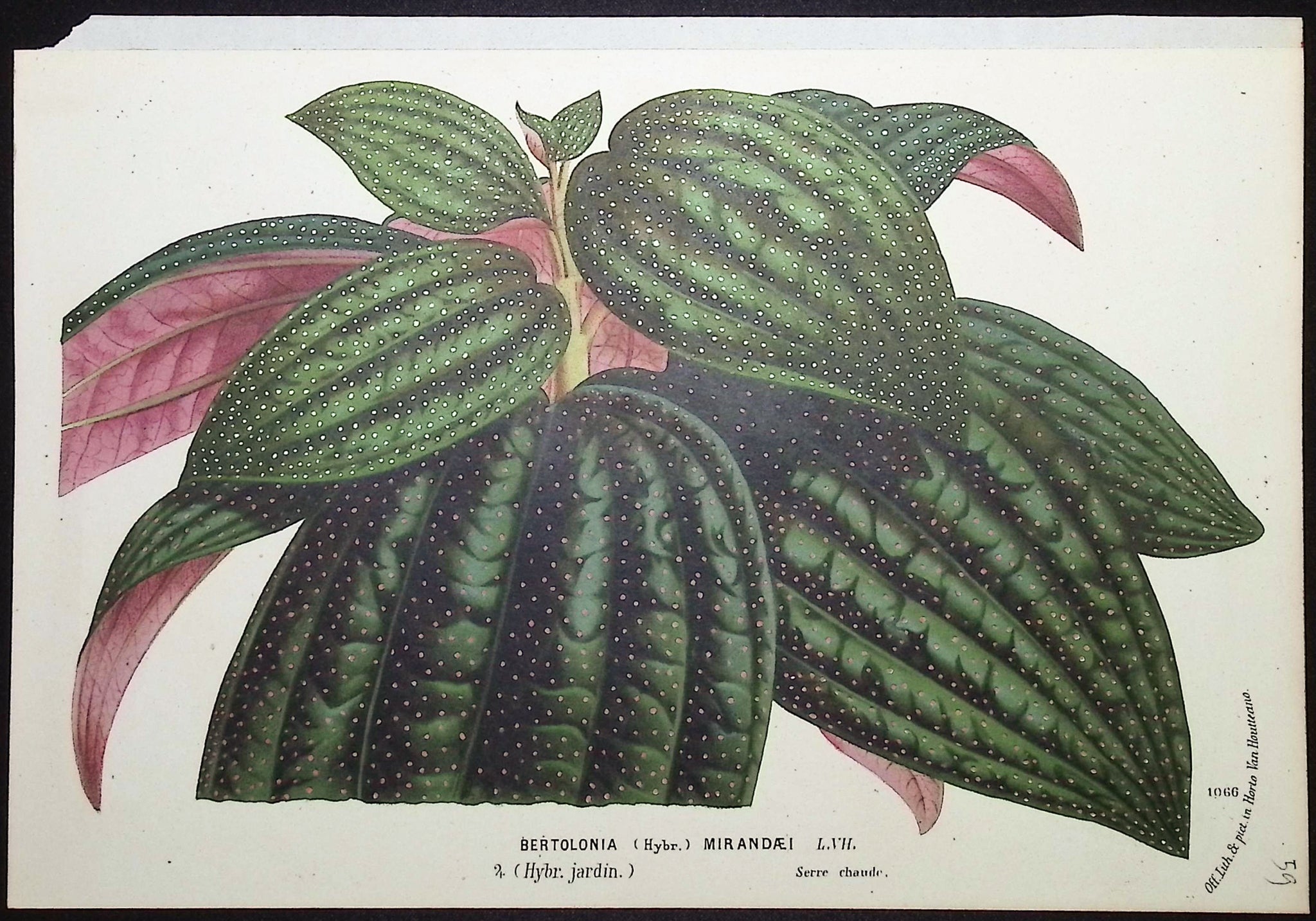 Leafy Plant