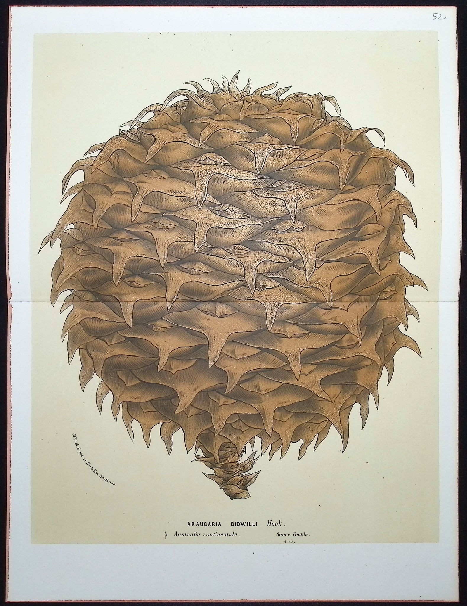 Pine Cone