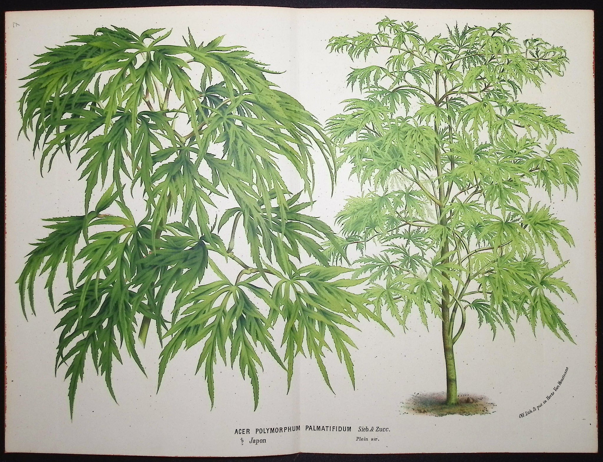 Maples (Acer Polymorphum Palmatifidum)