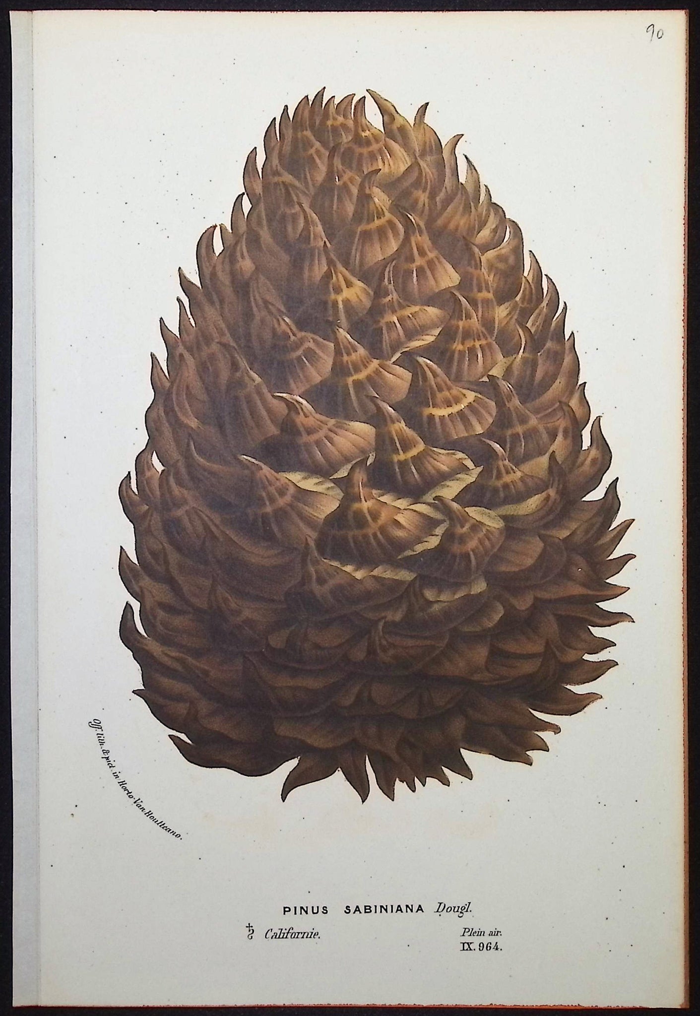 Pine Cone
