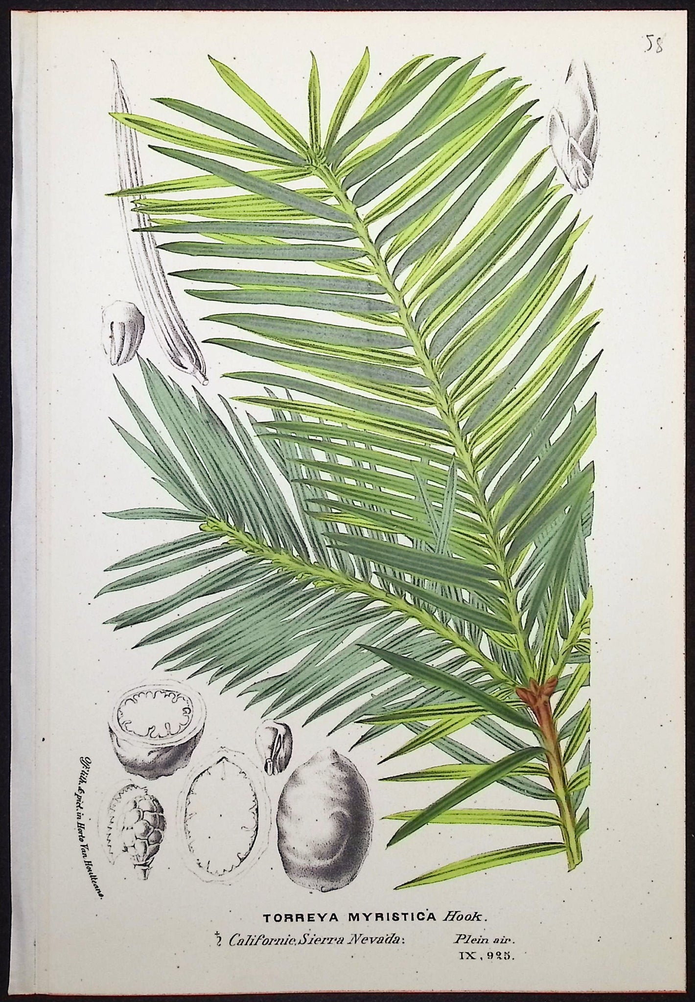 Palm Leaf