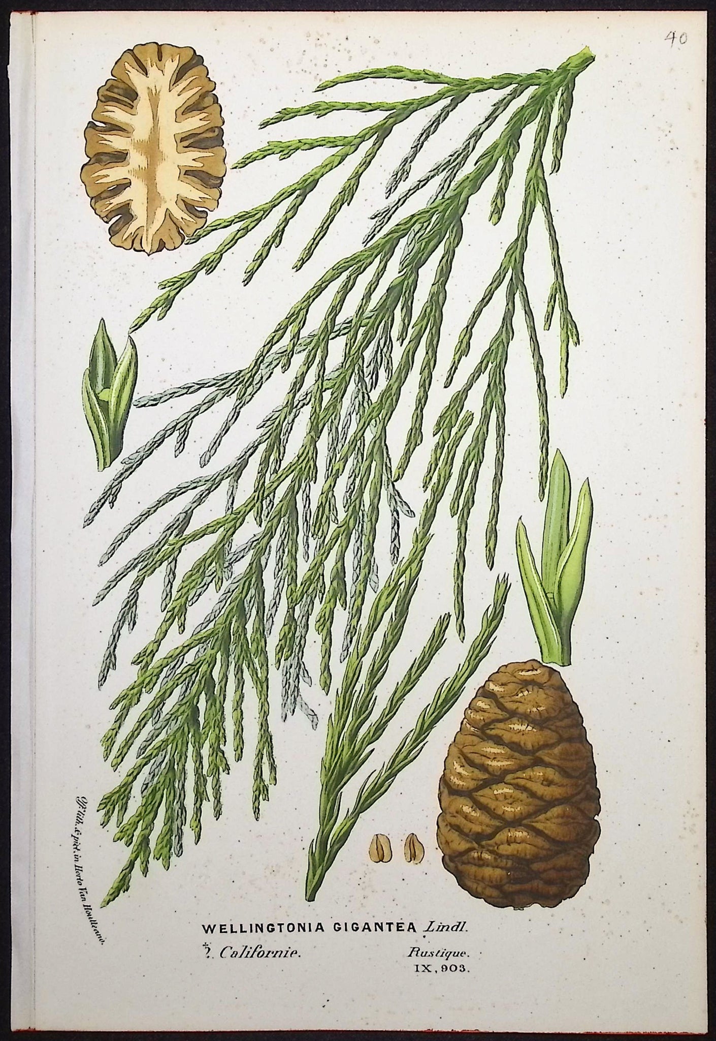 Pine Branch & Cones