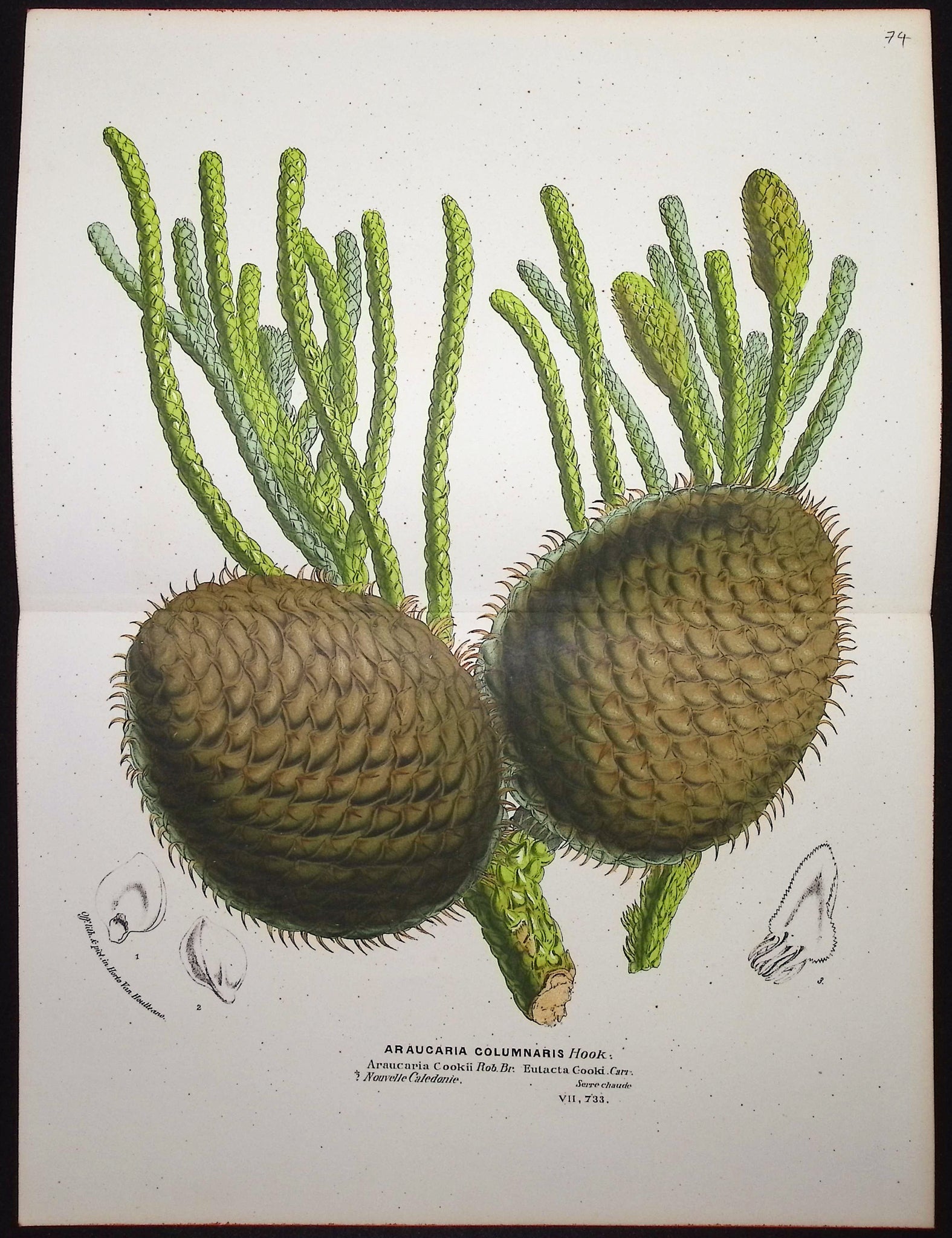 Pine (Araucaria Columnaris)