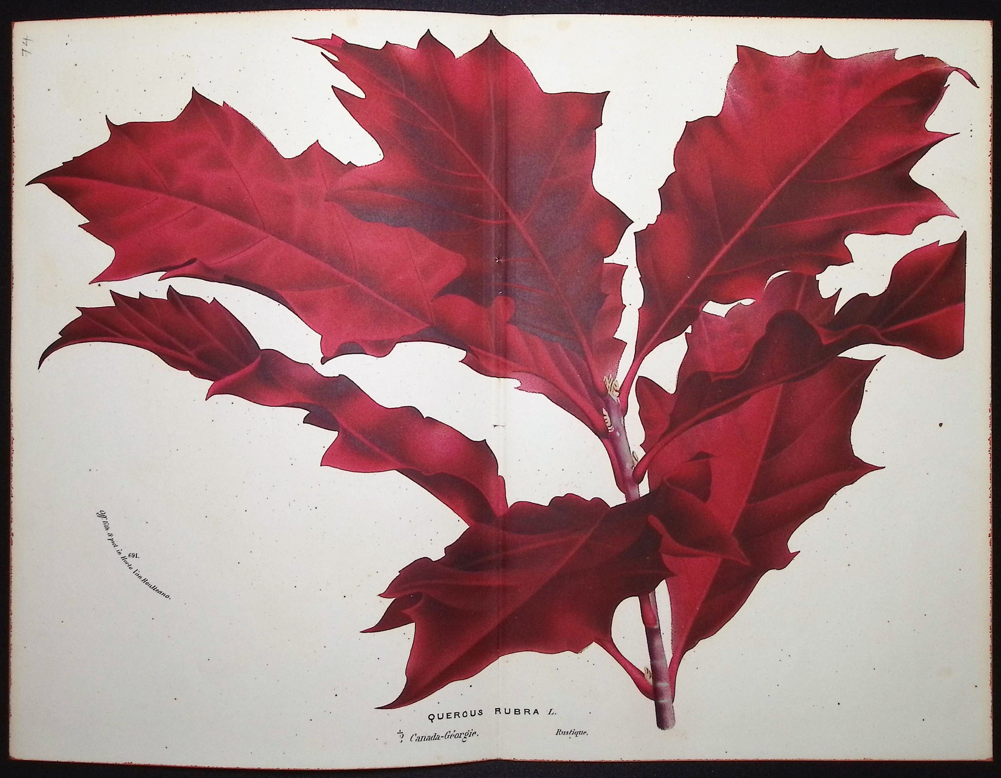 Northern Red Oak (Quercus Rubra)