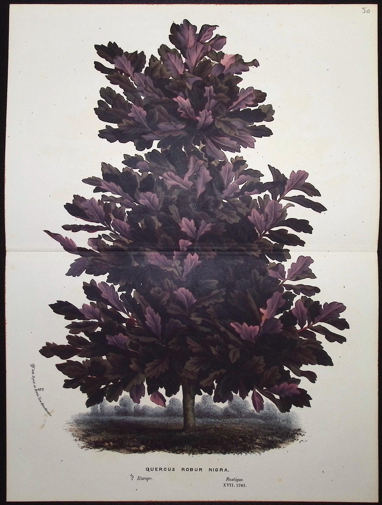 Water Oak (Quercus Robur Nigra)