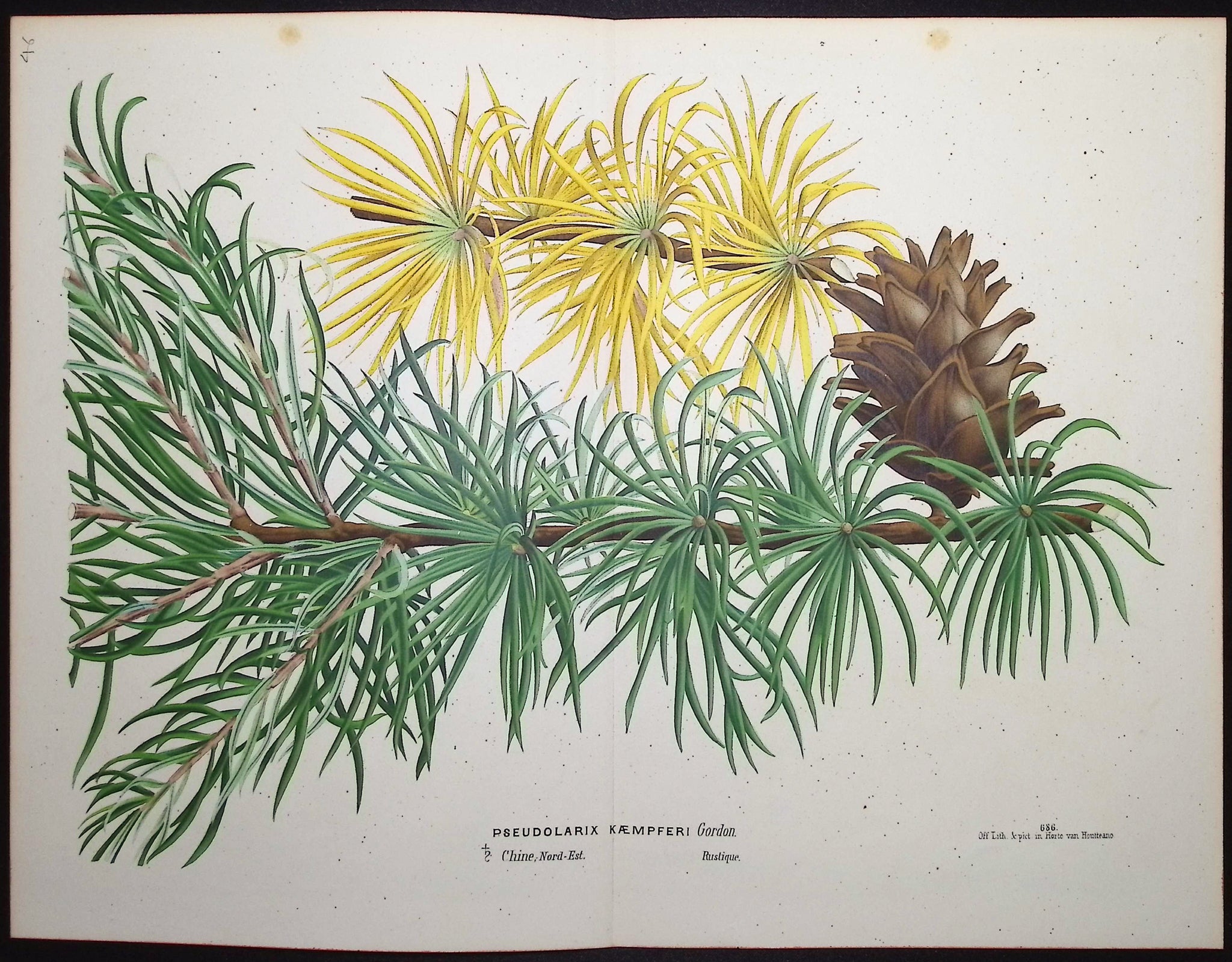 Golden Larch (Pseudolarix Kaempferi)
