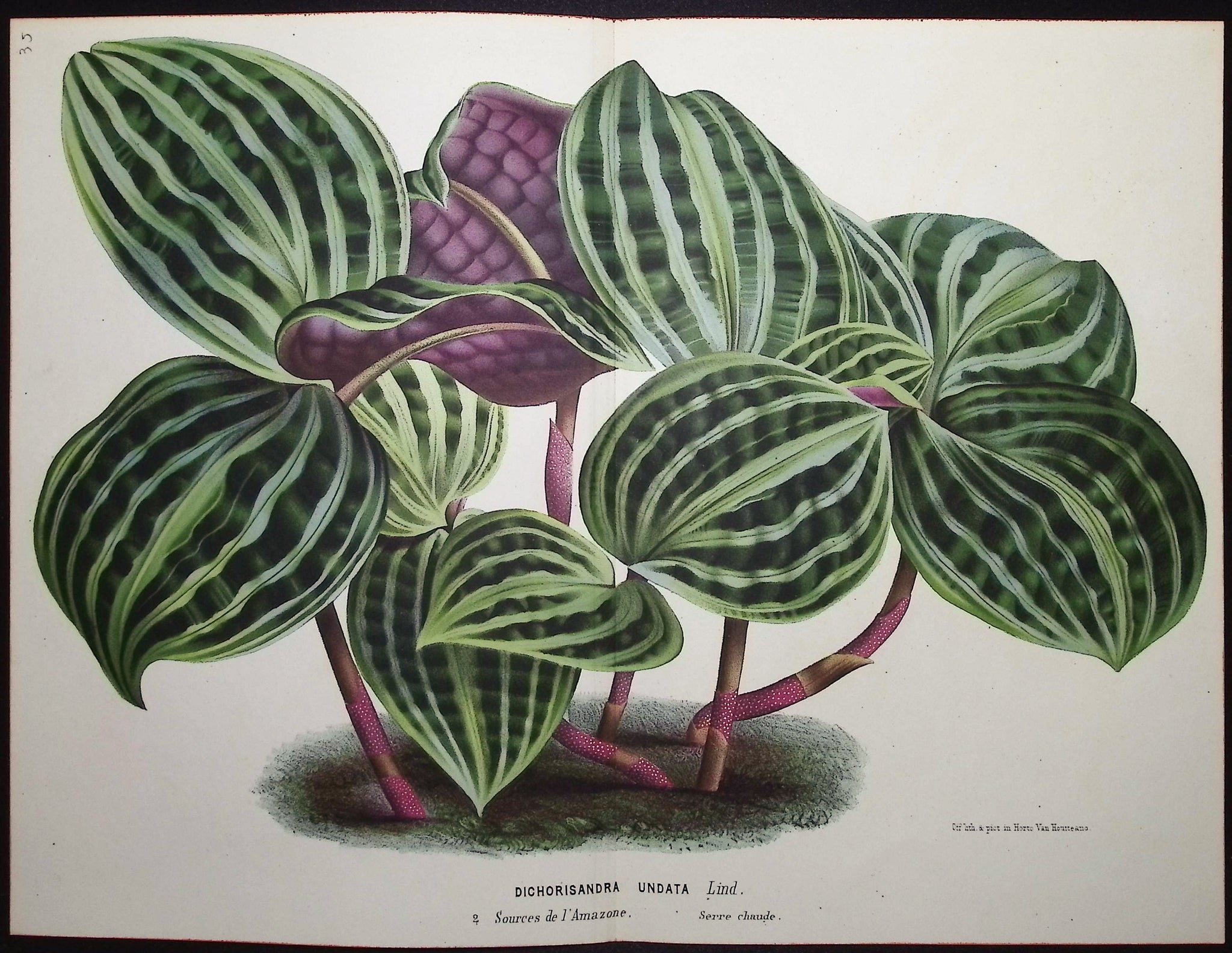 Leafy Plant