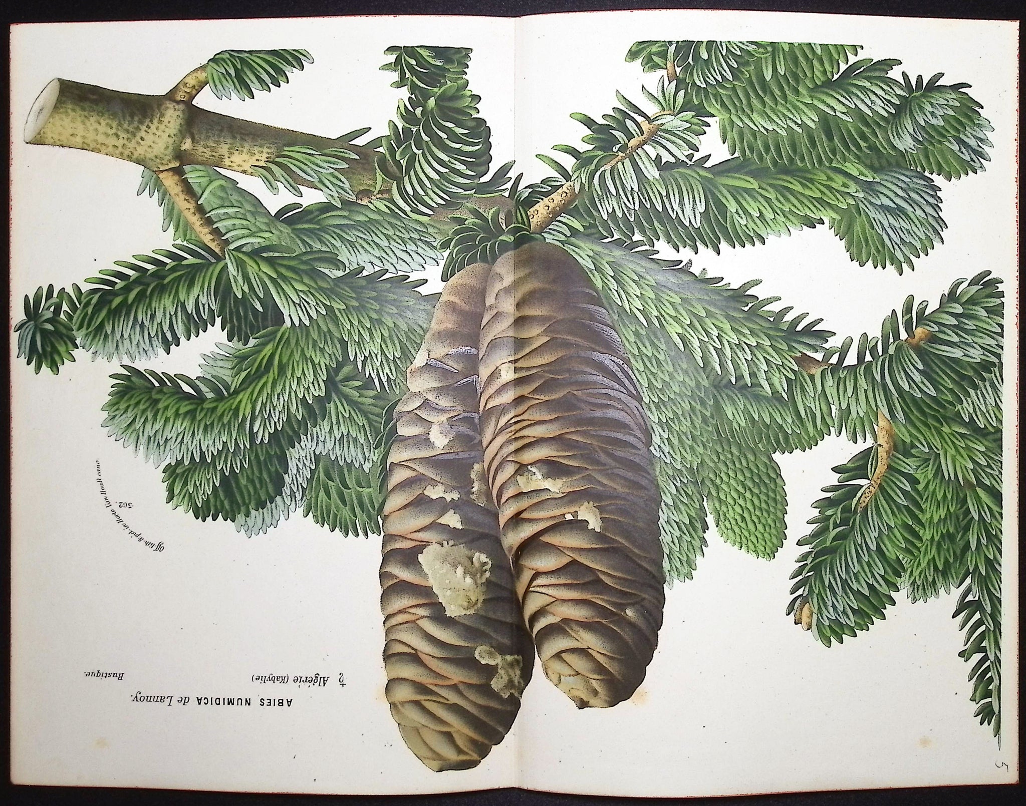 Pine Branch & Cones