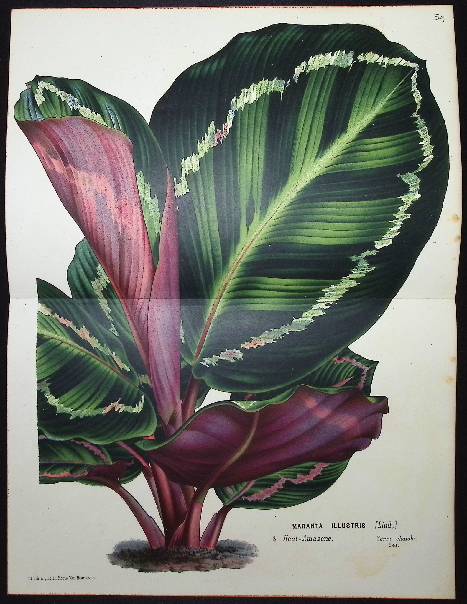 Leafy Plant